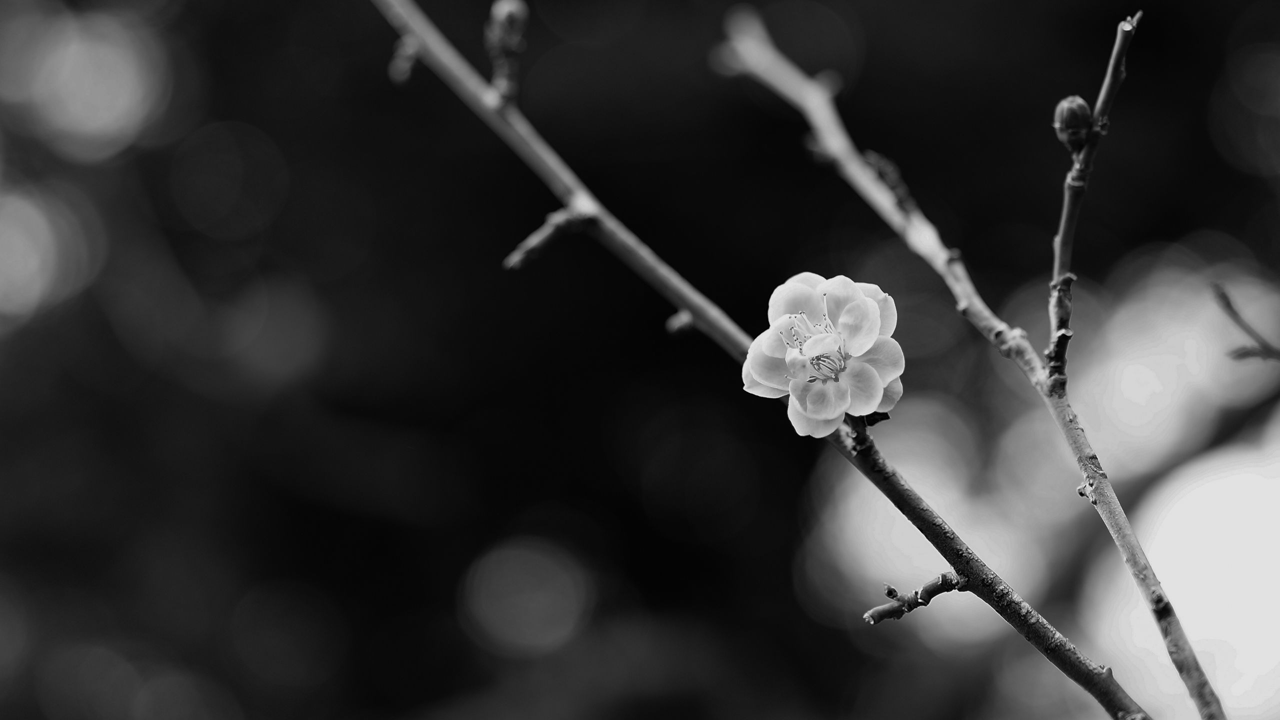 wallpaper 2560x1440 sakura, flower, bw
