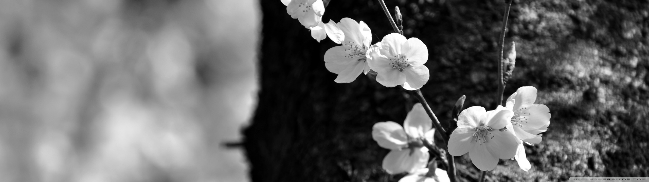 Sakura Black and White Ultra HD