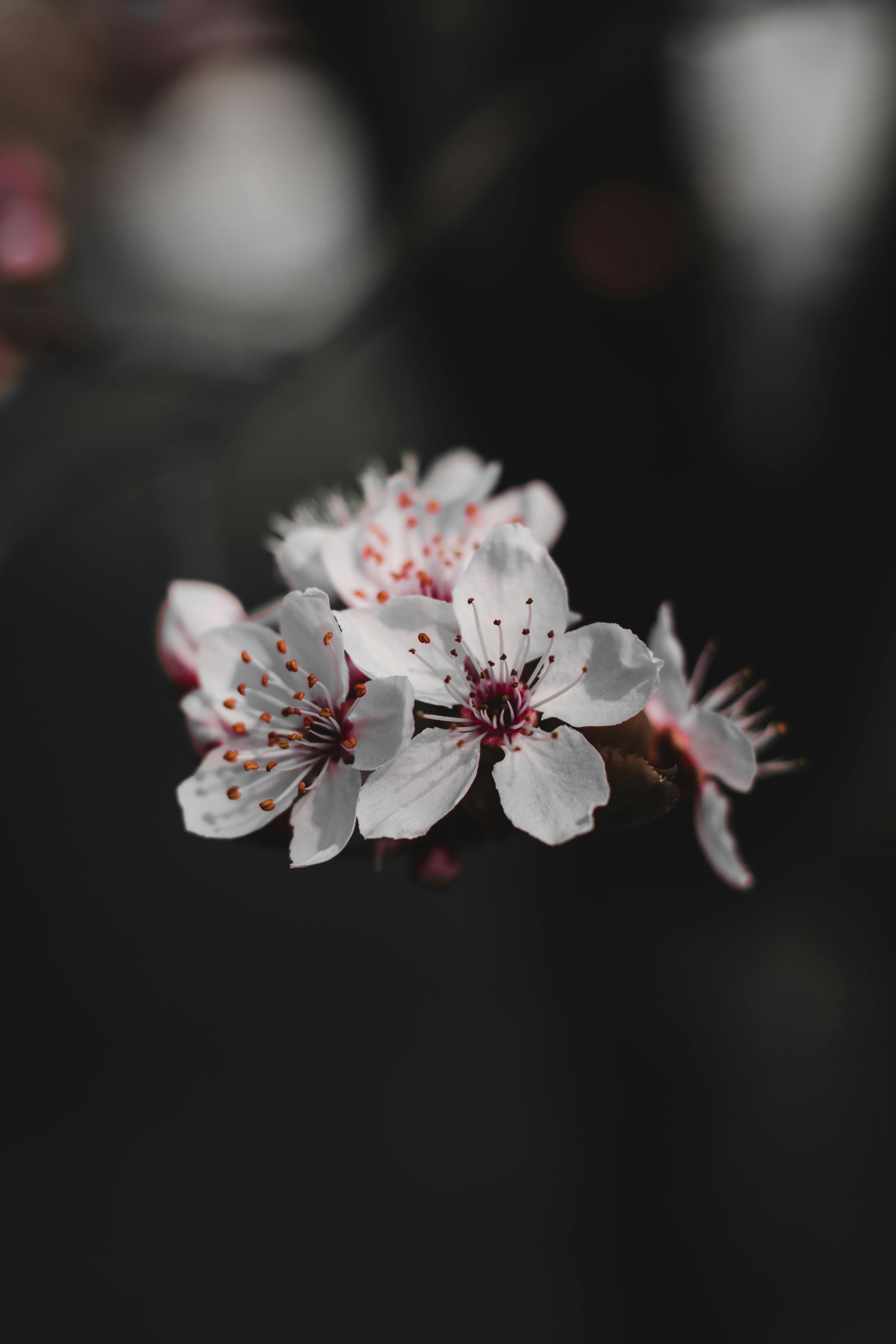 White Cherry Blossoms In Close Up