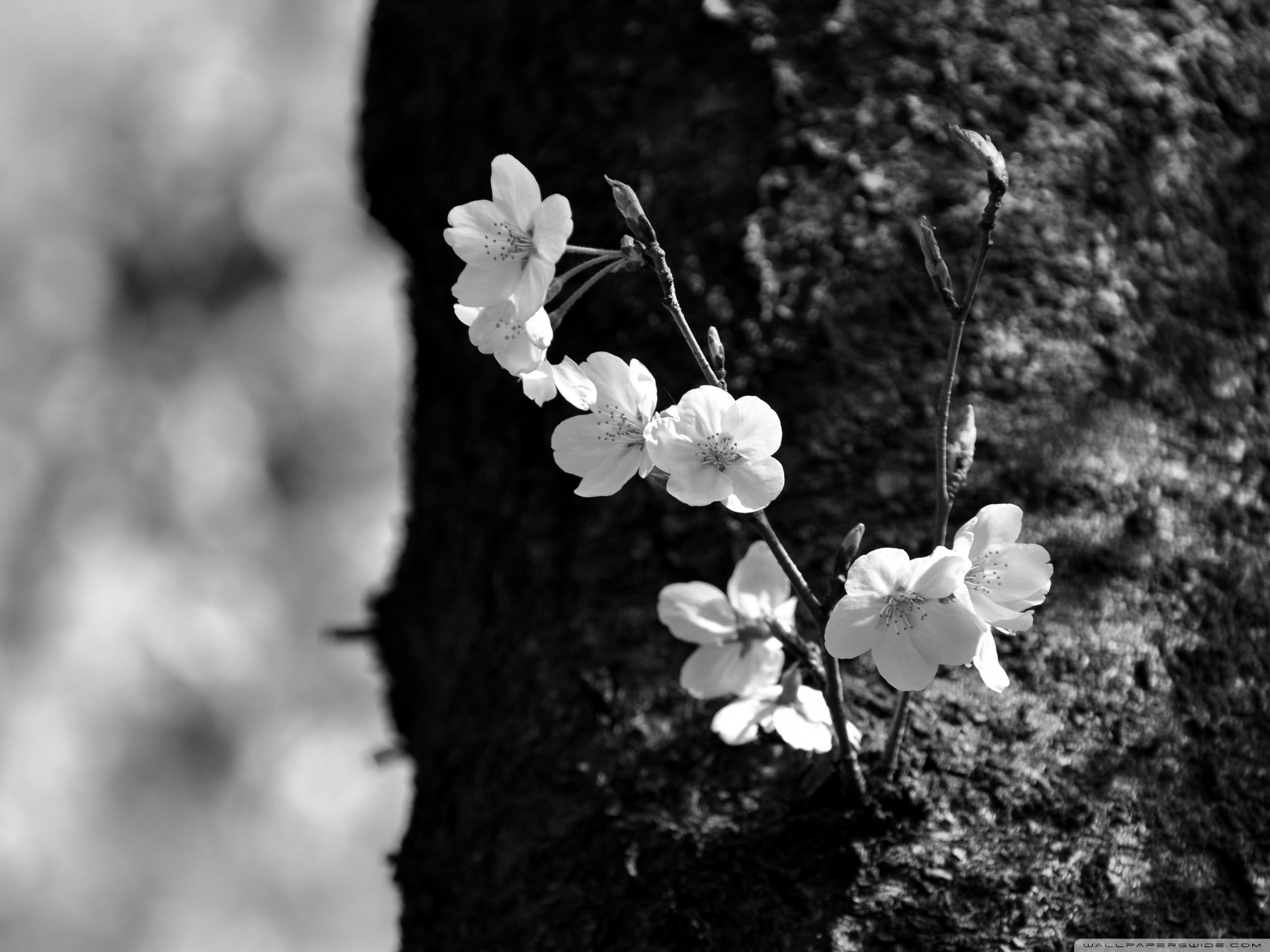 Sakura Black and White Ultra HD