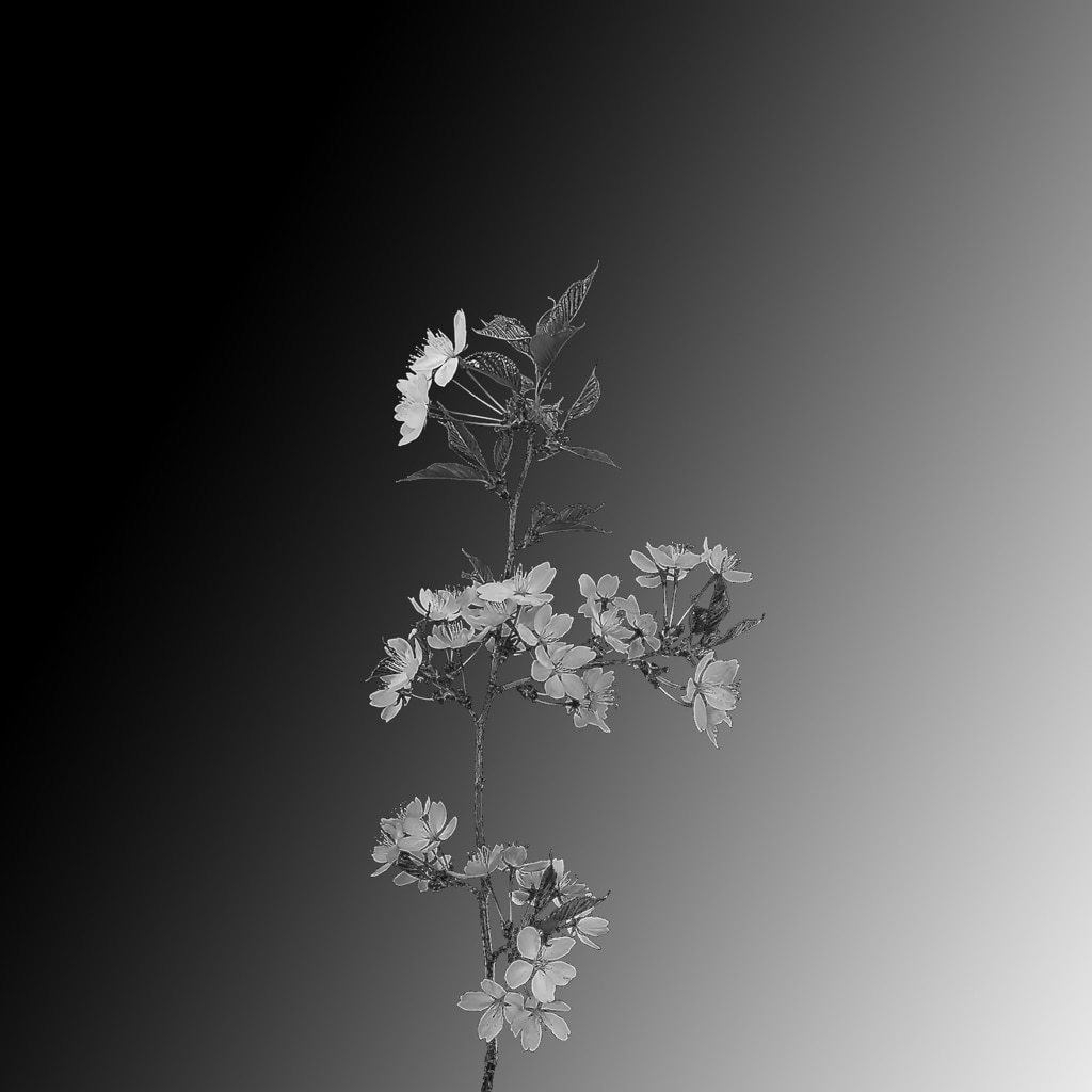 Black and White Sakura Wallpaper Engine