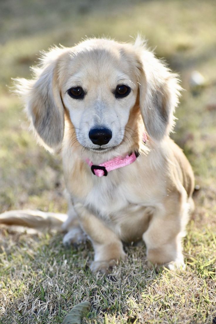 English Cream Dachshunds Wallpapers Wallpaper Cave