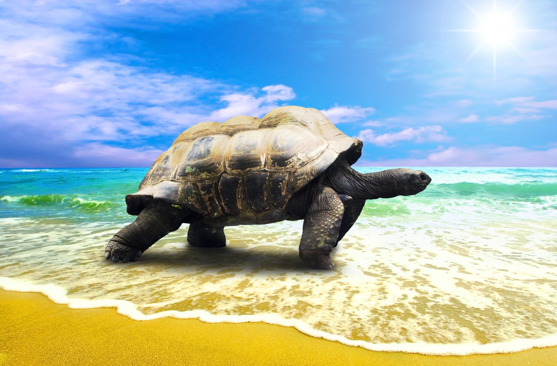 My Turtles HD Wallpaper New Tab Theme