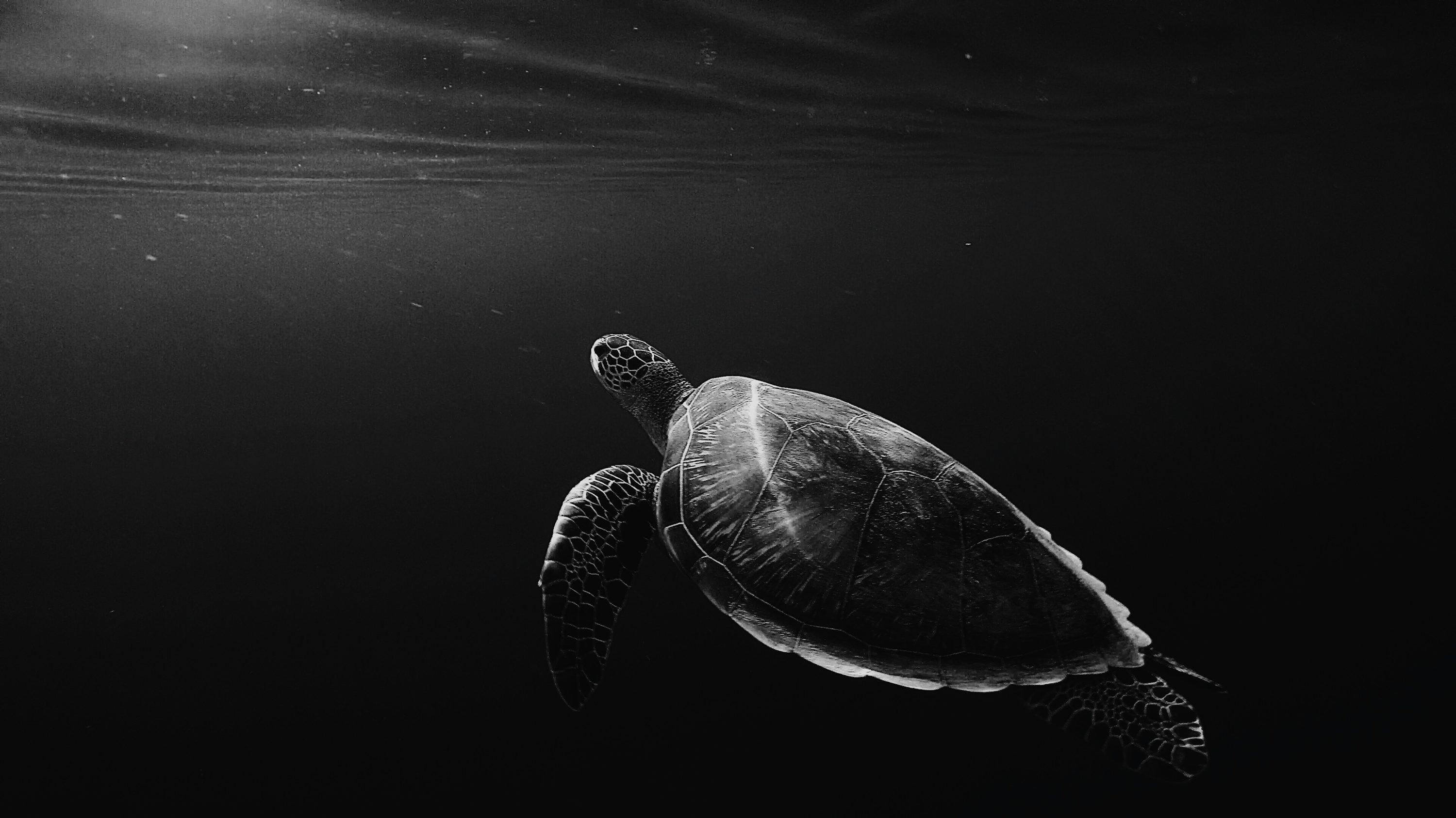 Turtle Picture. Download Free
