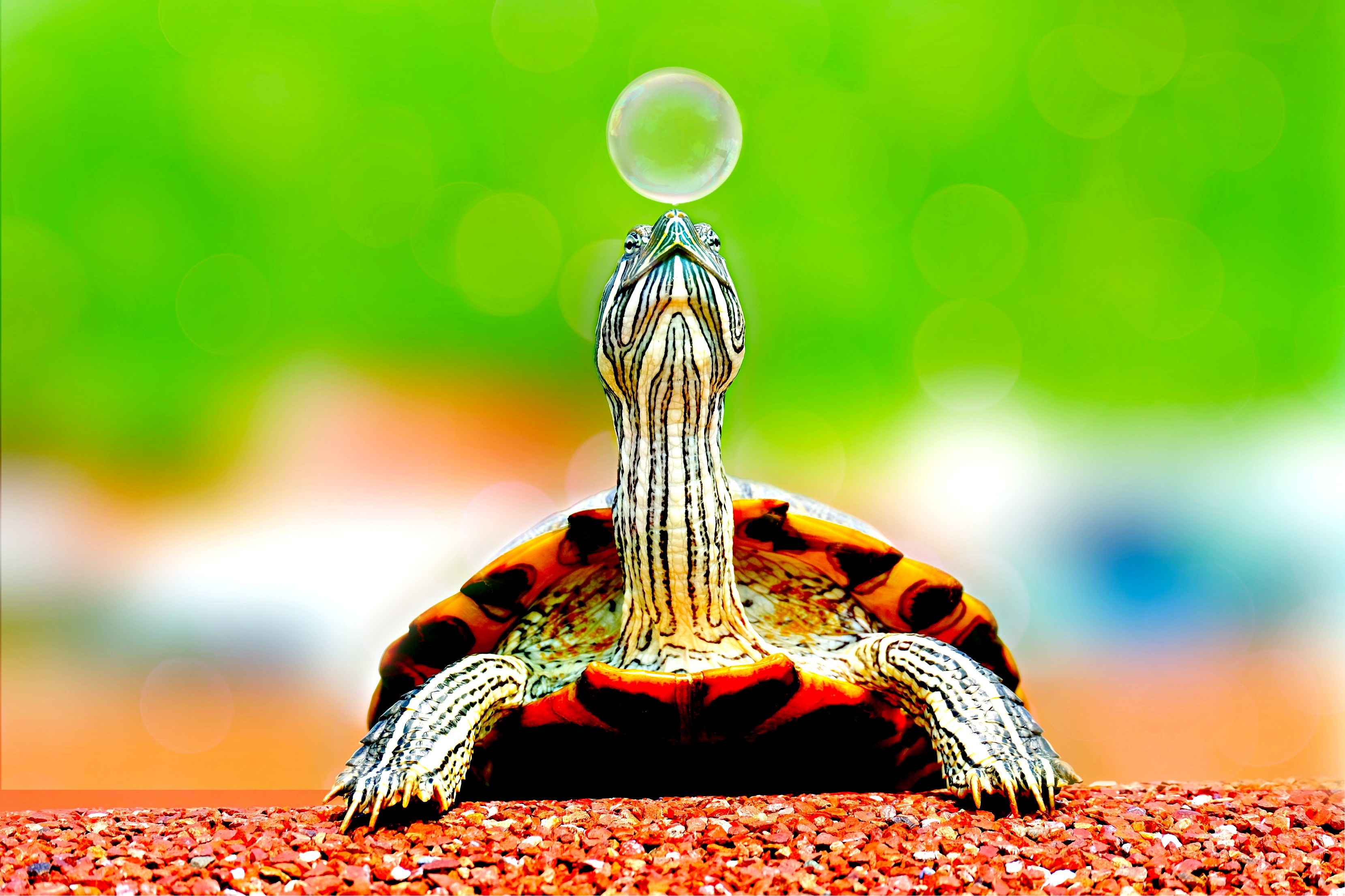animal, cute, turtle, reptile, bubble