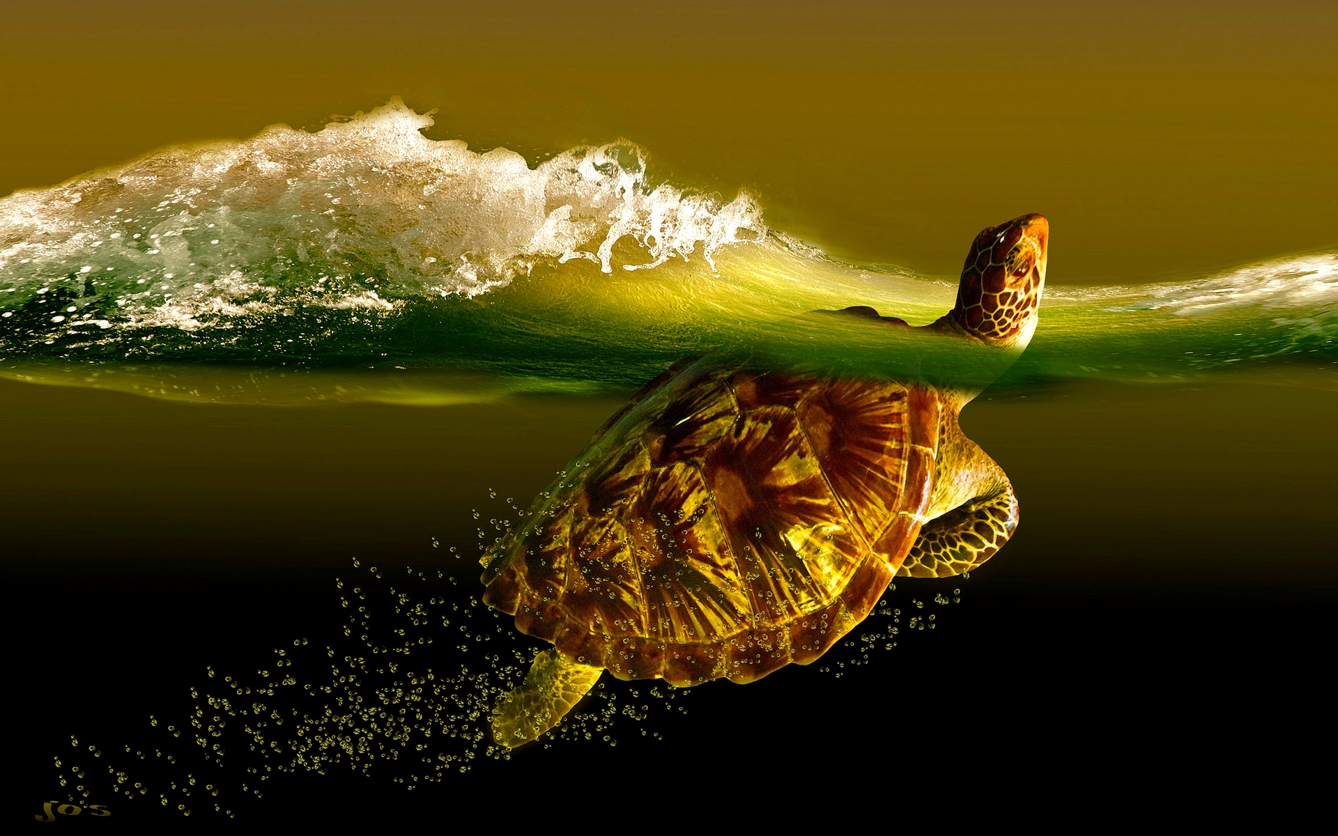 Turtle Wallpaper