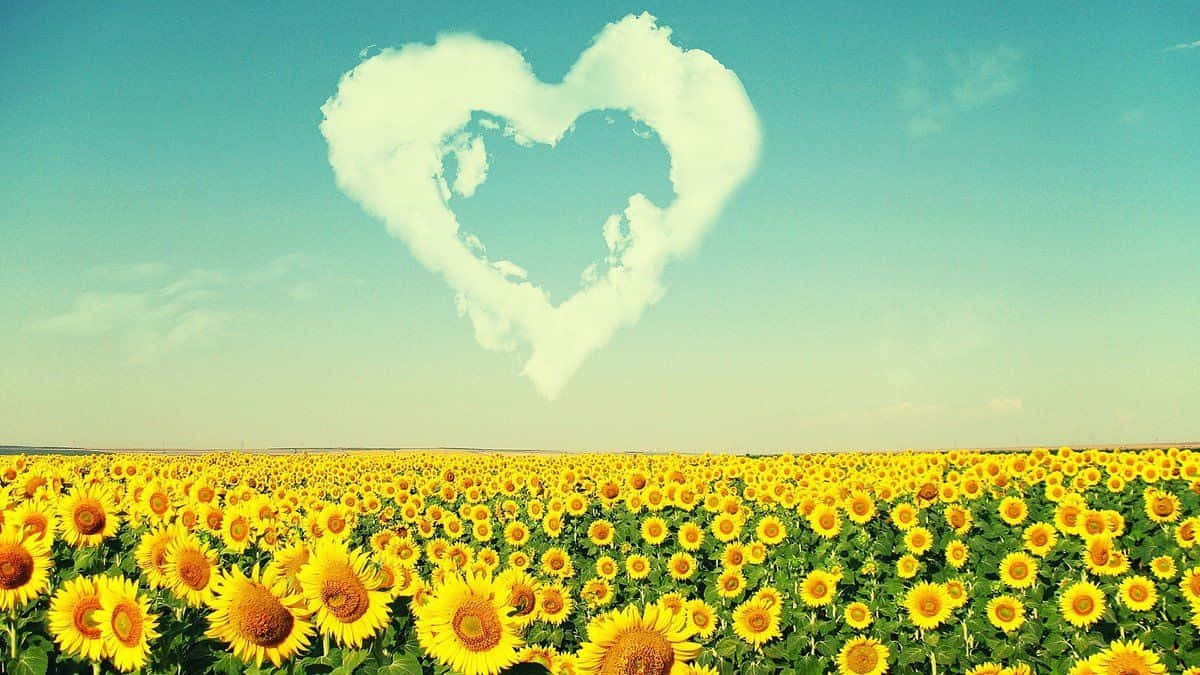 Facebook Cover Picture