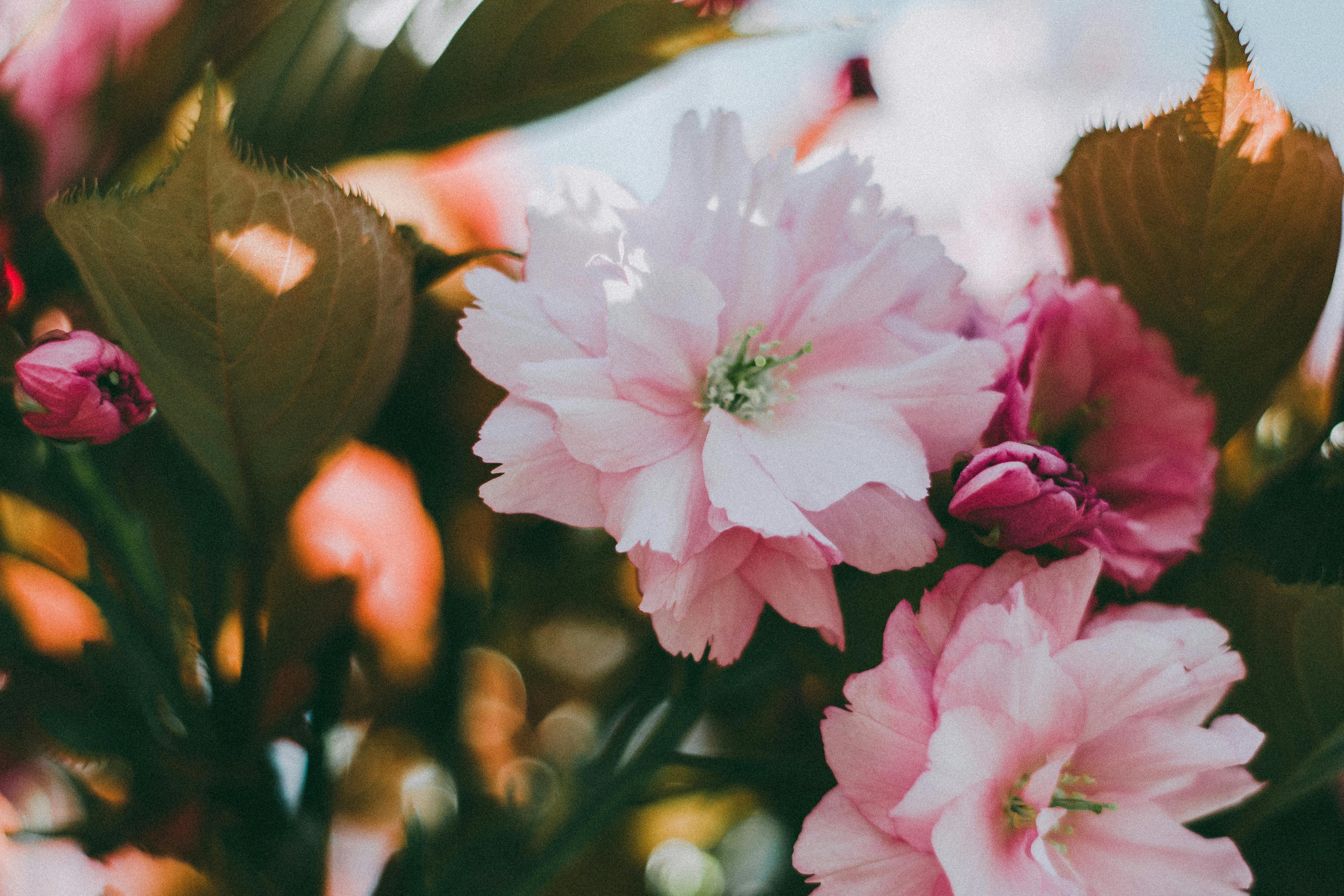 Pink Flowers · Free