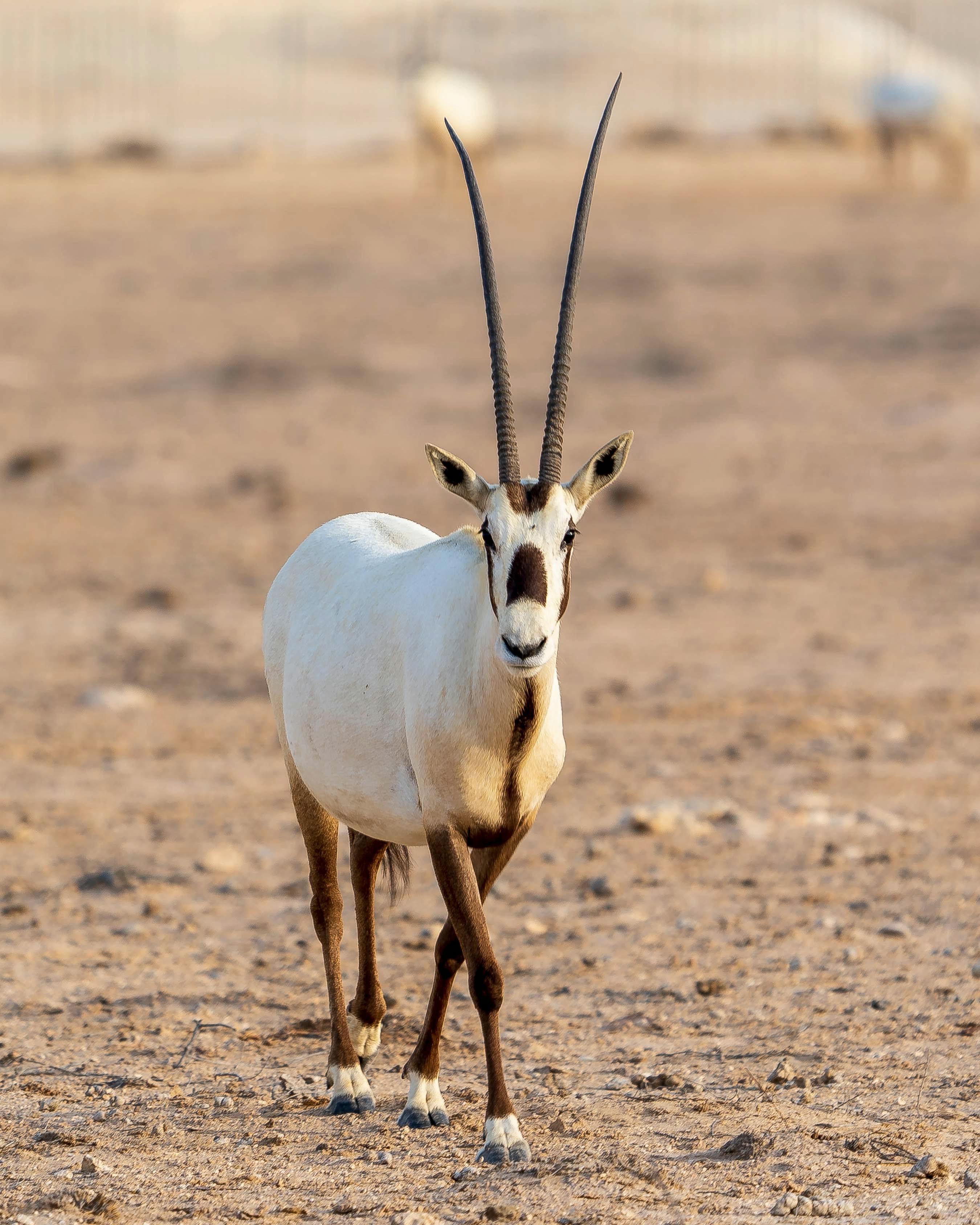 Arabian Oryx & HD Image