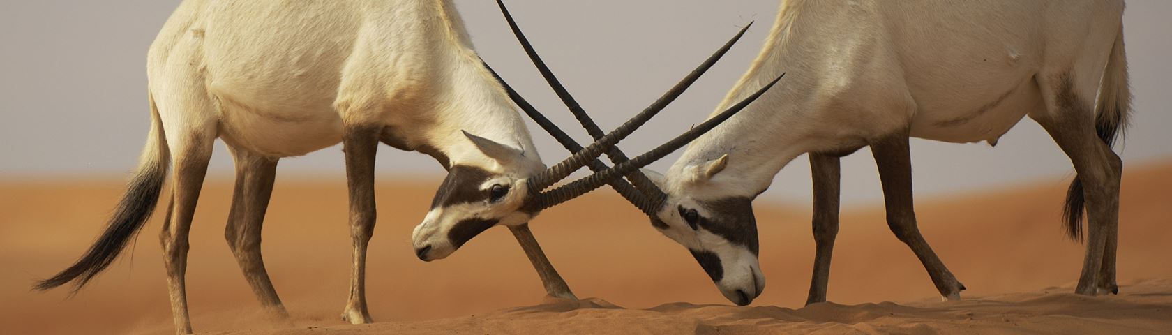 Arabian Oryx • Image • WallpaperFusion