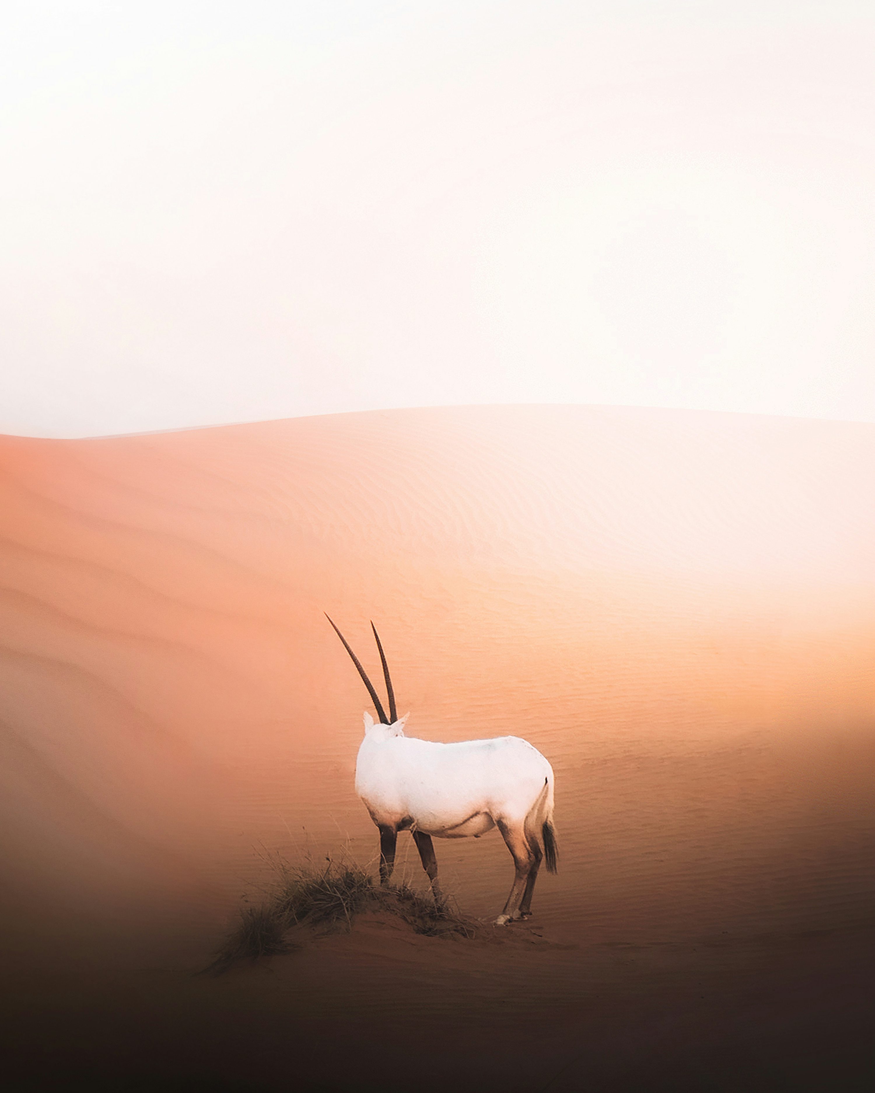 Oryx Picture. Download Free Image