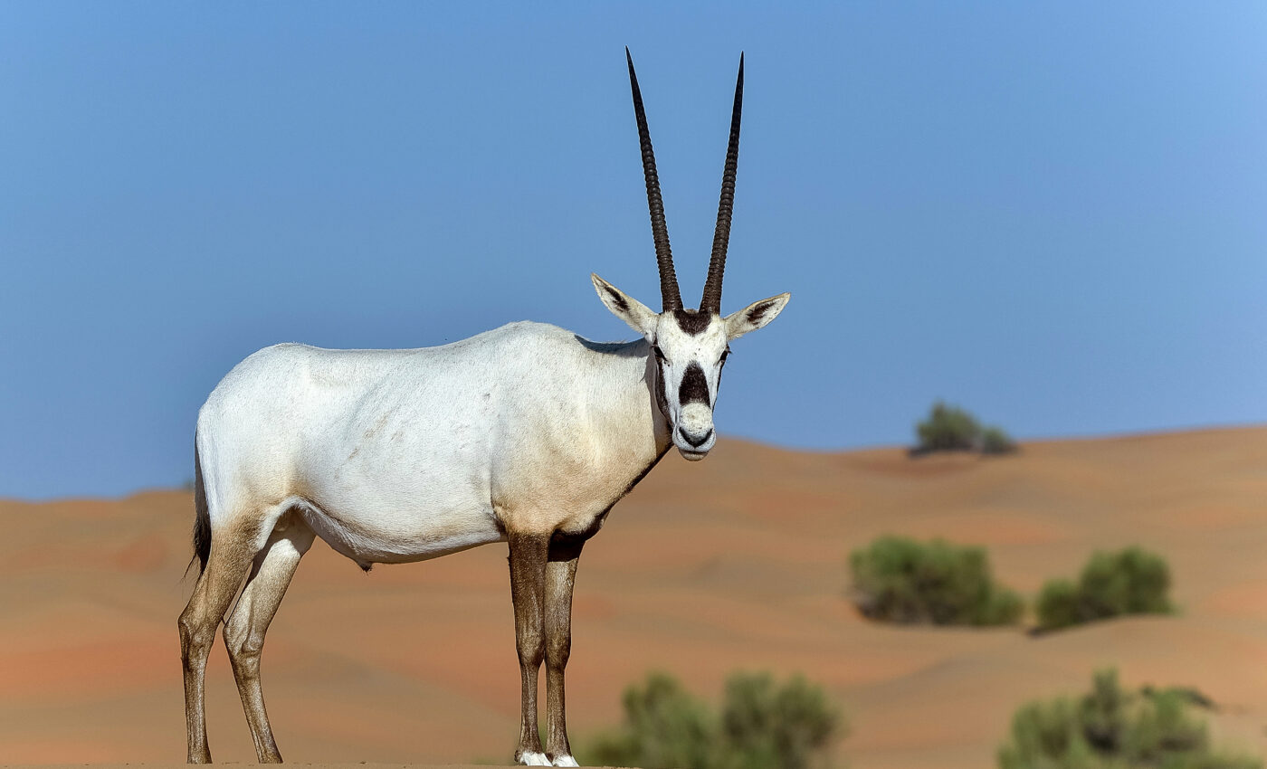 iconic Arabian oryx