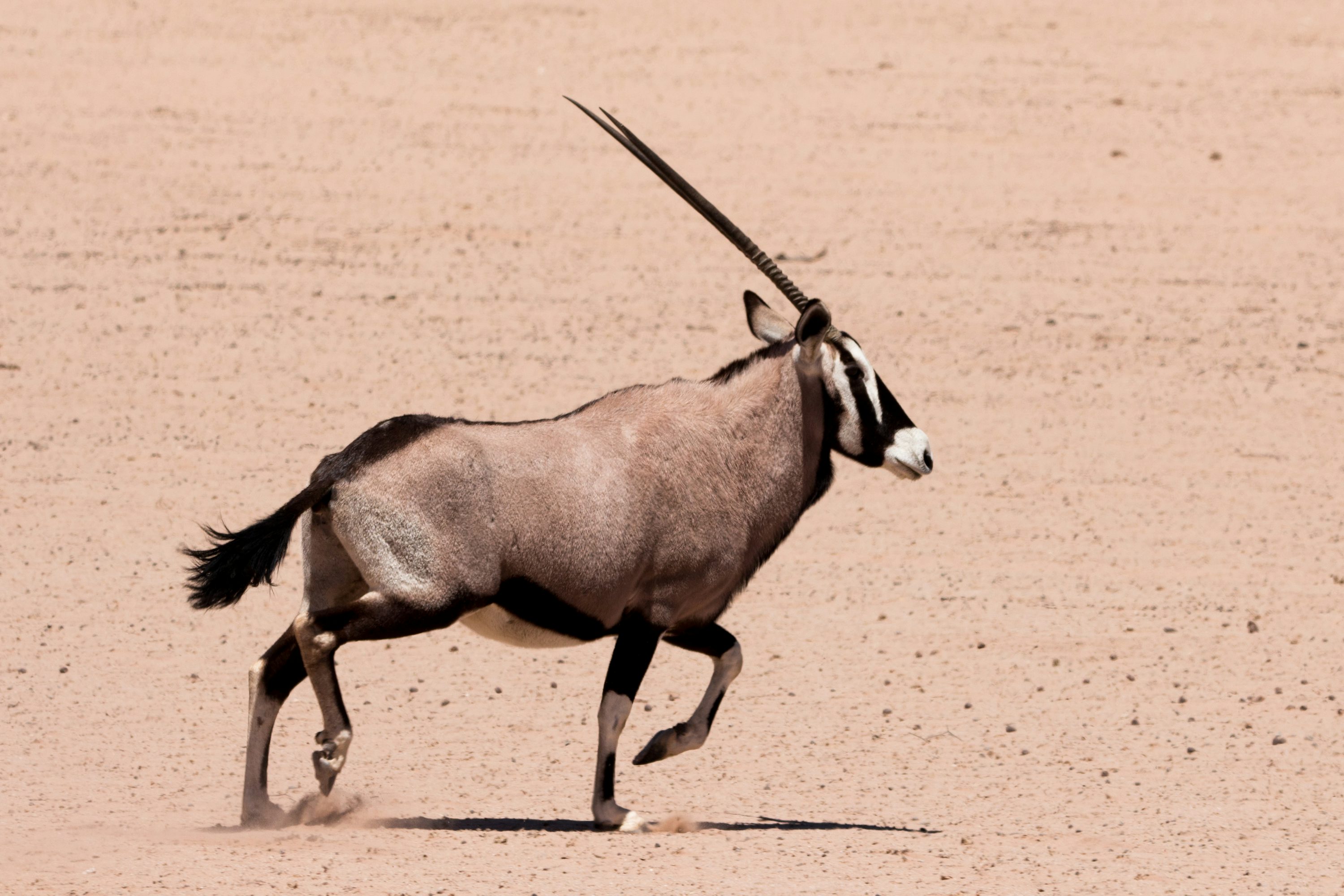 Oryx Picture. Download Free Image