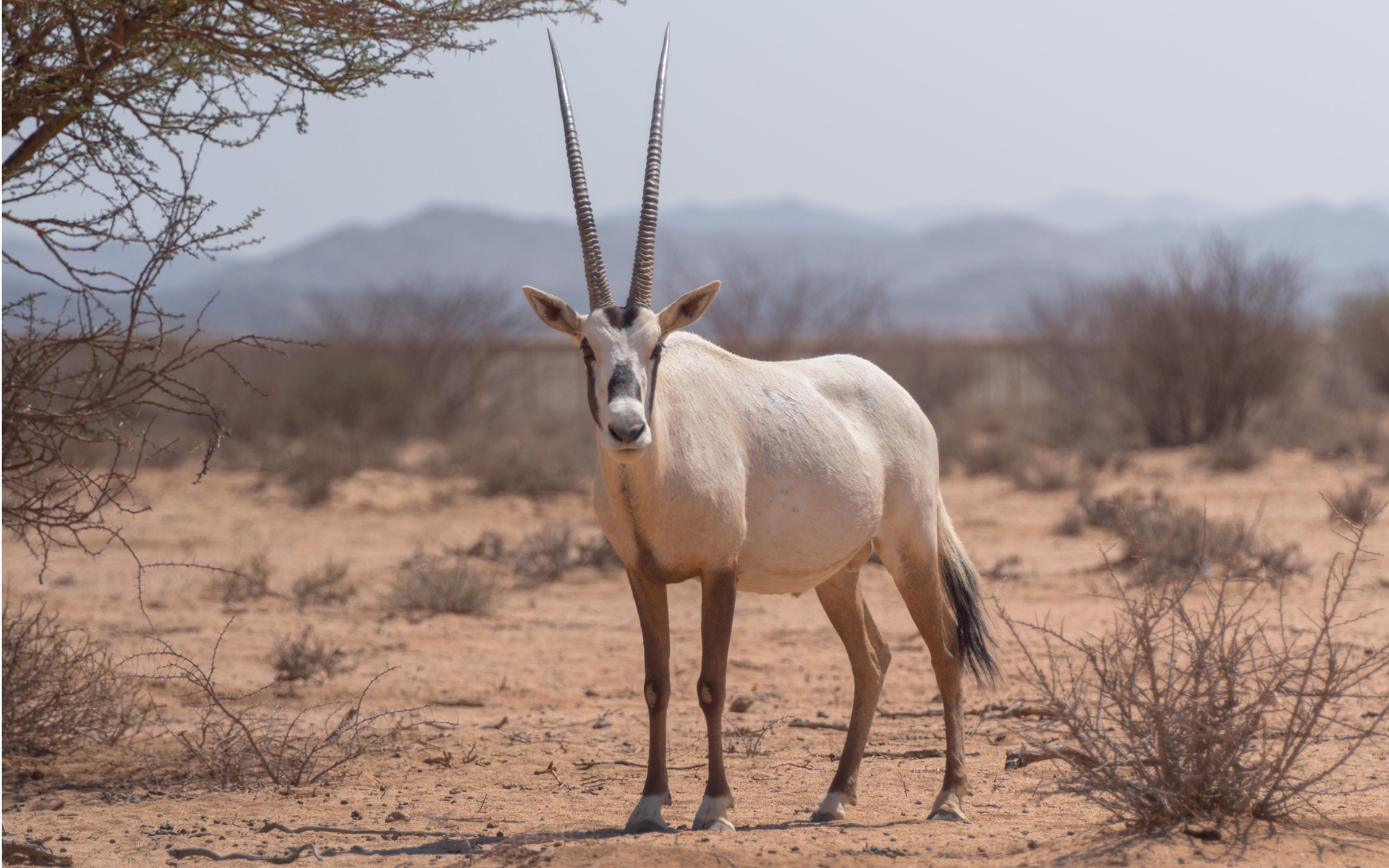 How the Arabian oryx was saved from