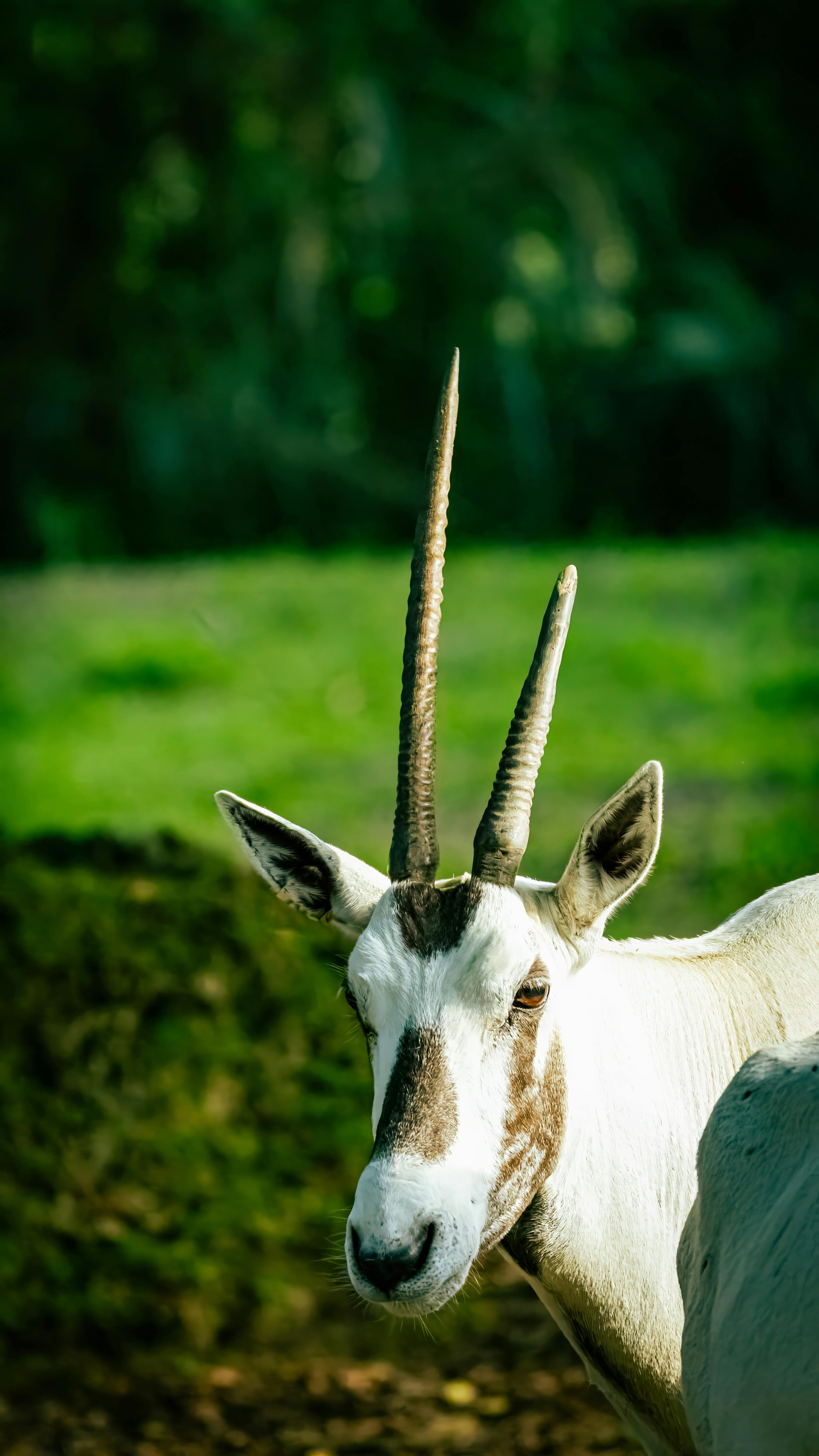 Arabian Oryx & HD Image