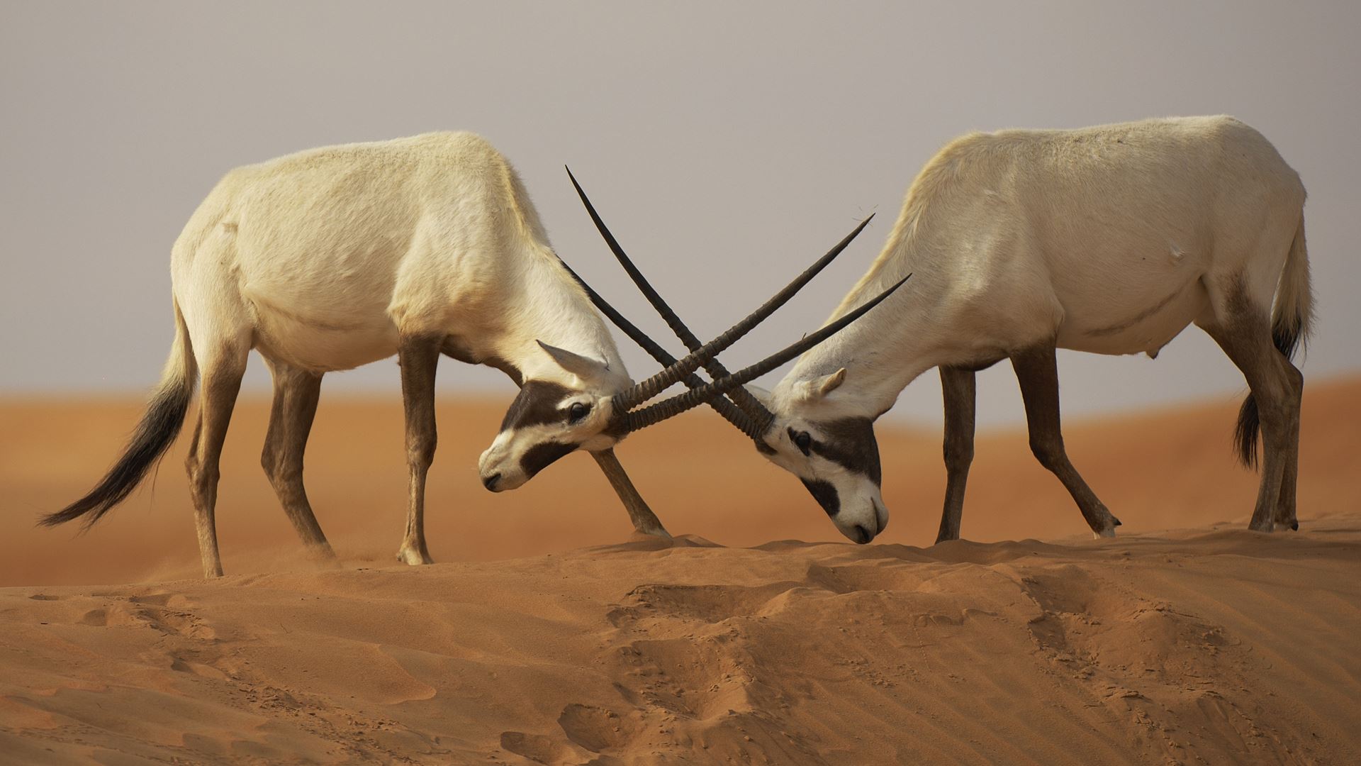 Arabian Oryx • Image • WallpaperFusion