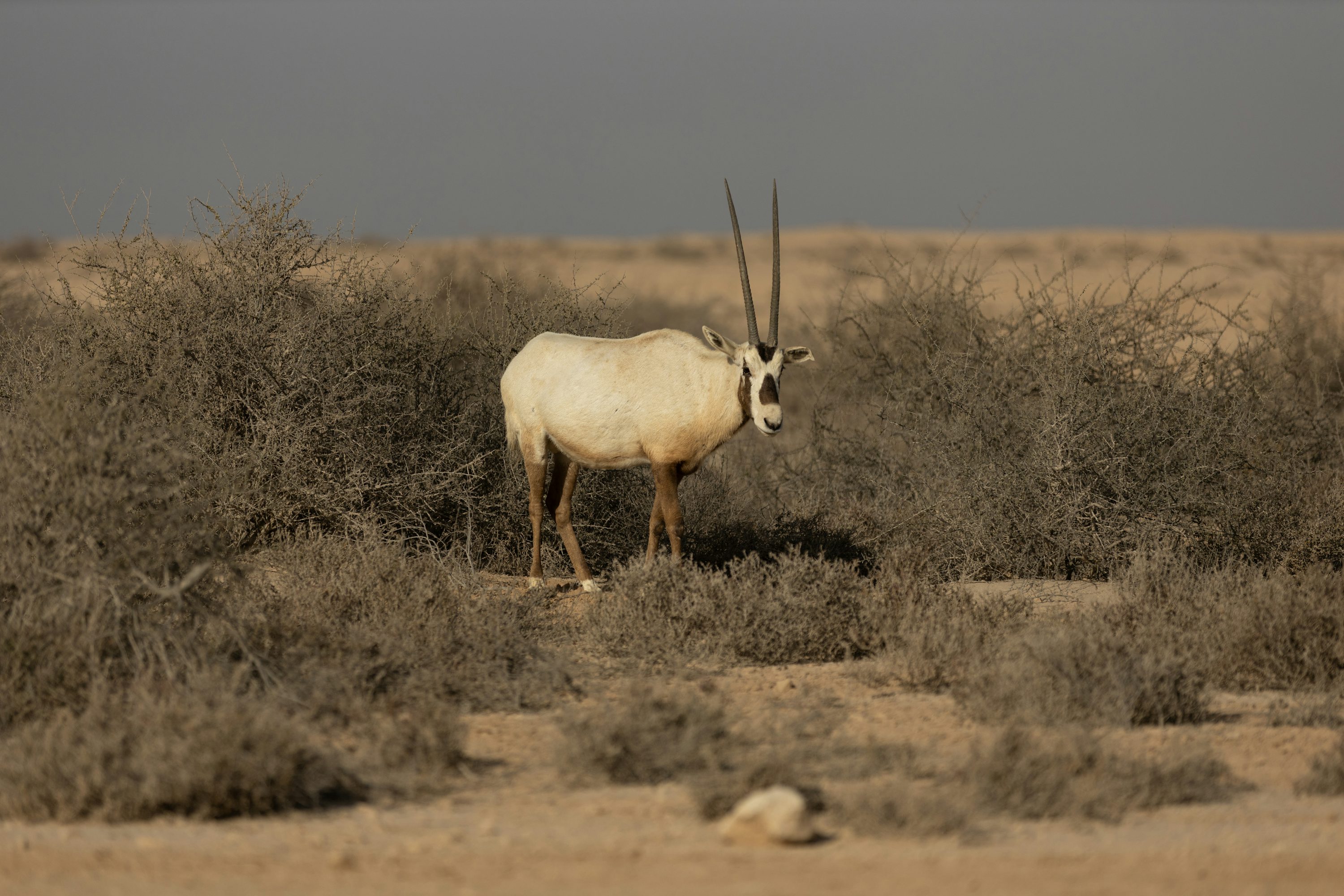 Oryx Picture. Download Free Image