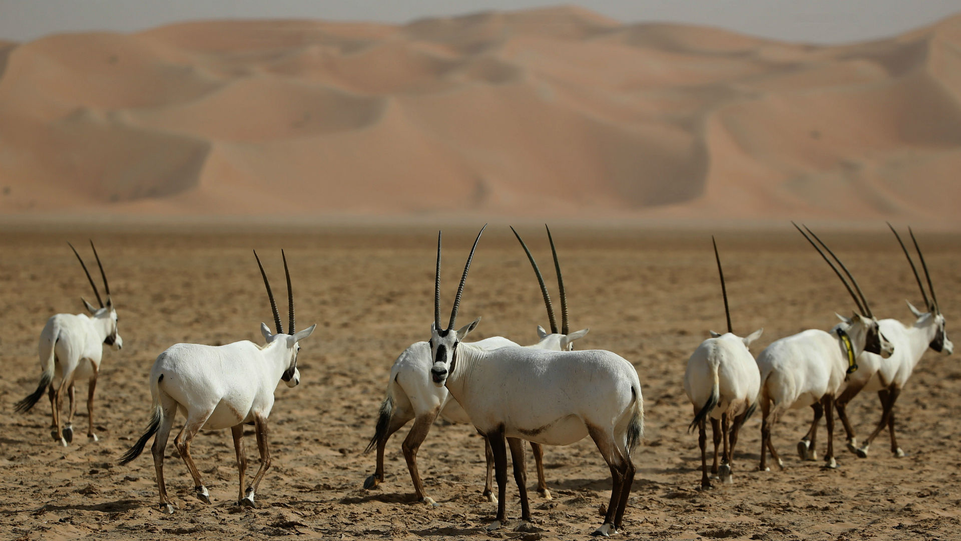 the Arabian oryx's sad demise