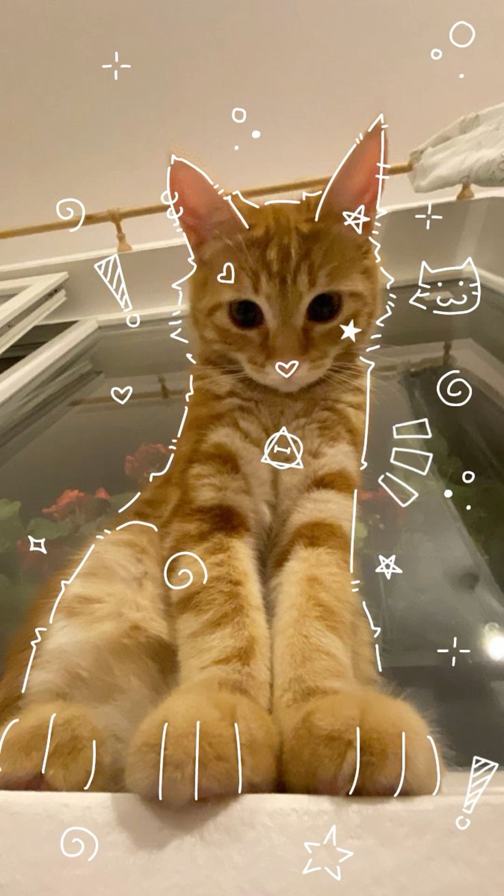 orange cat wallpaper!⋆˚