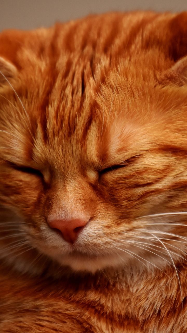 Muzzle, sleepy, orange cat, 720x1280