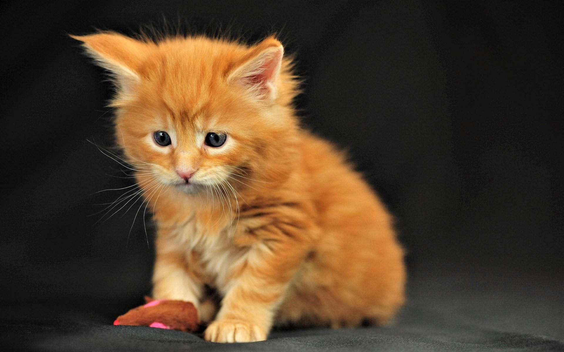 Orange Colored Cute Kitten Wallpaper