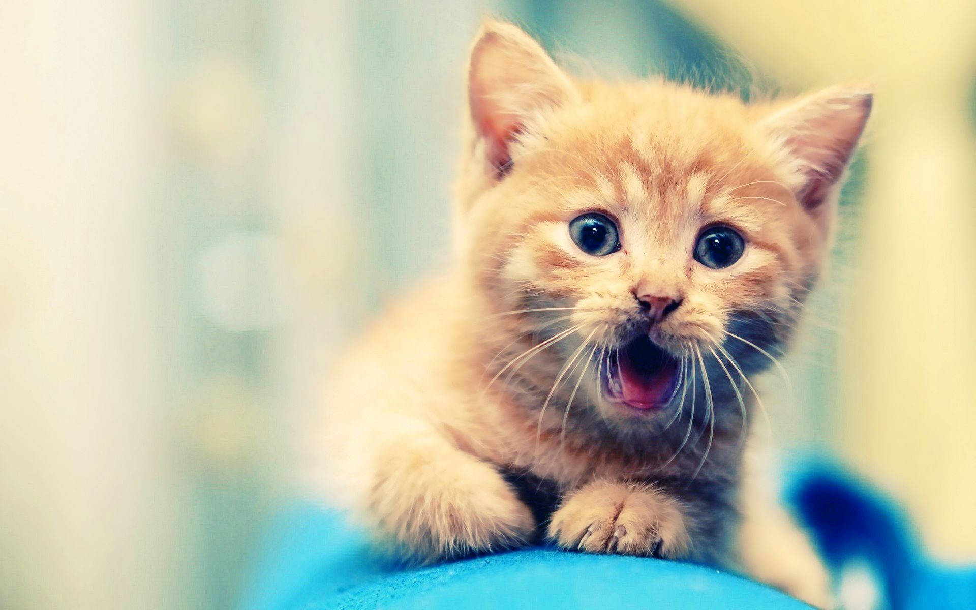Shocked Orange Kitten Wallpaper