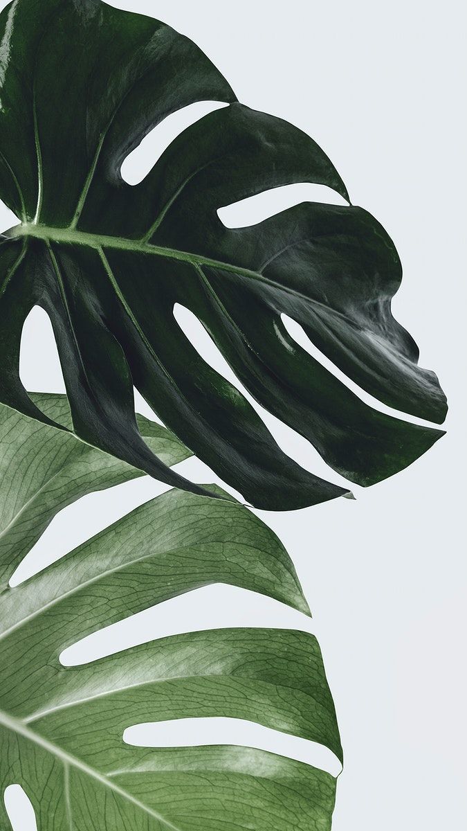 Monstera plant leaf wall art