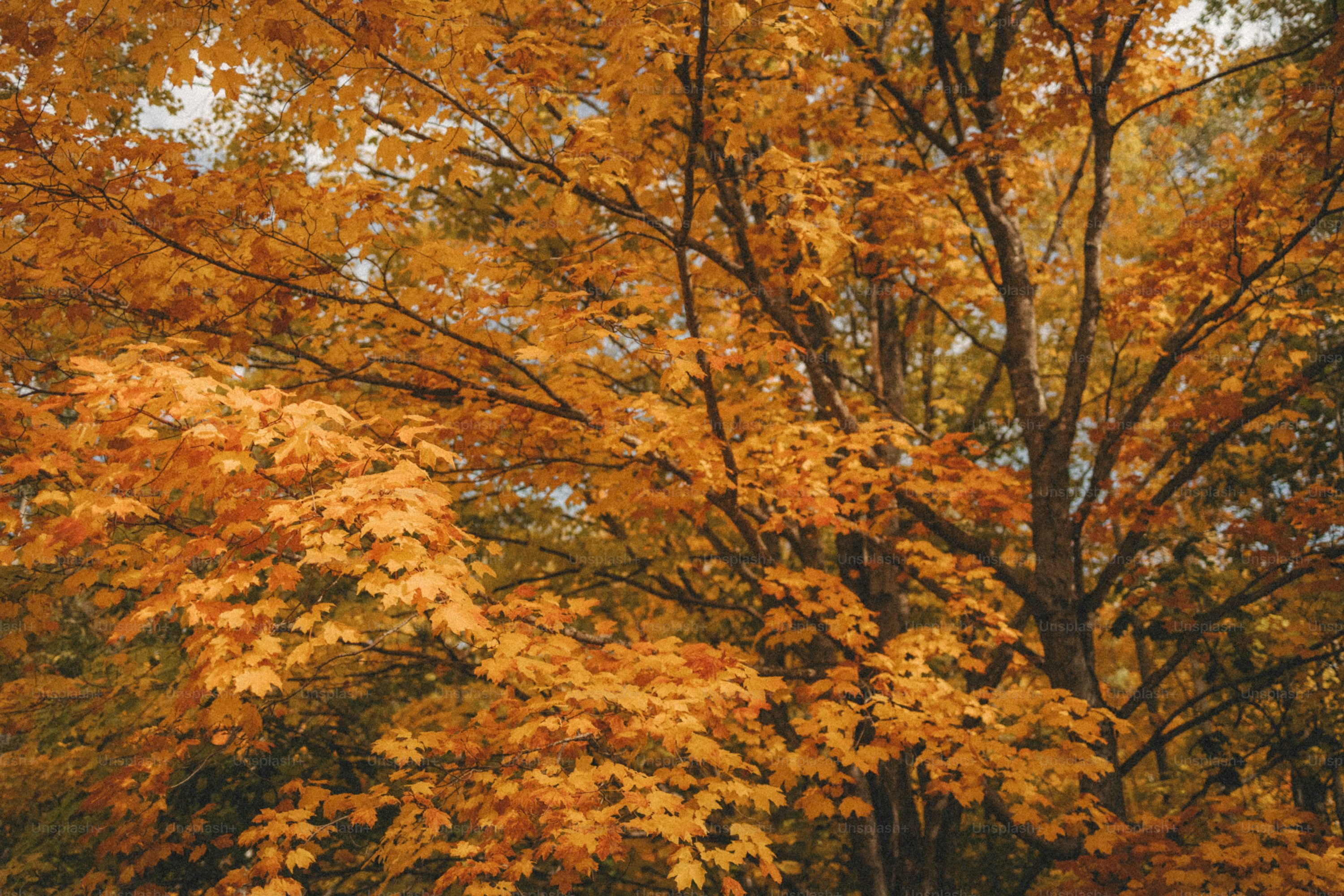 Fall Forest Picture. Download Free