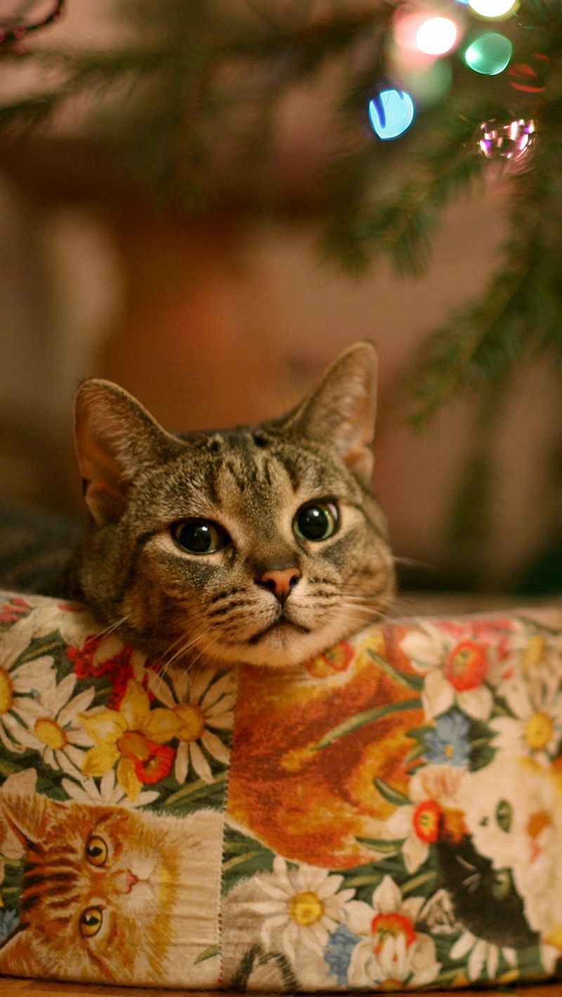 Download wallpaper 800x1420 cat, new