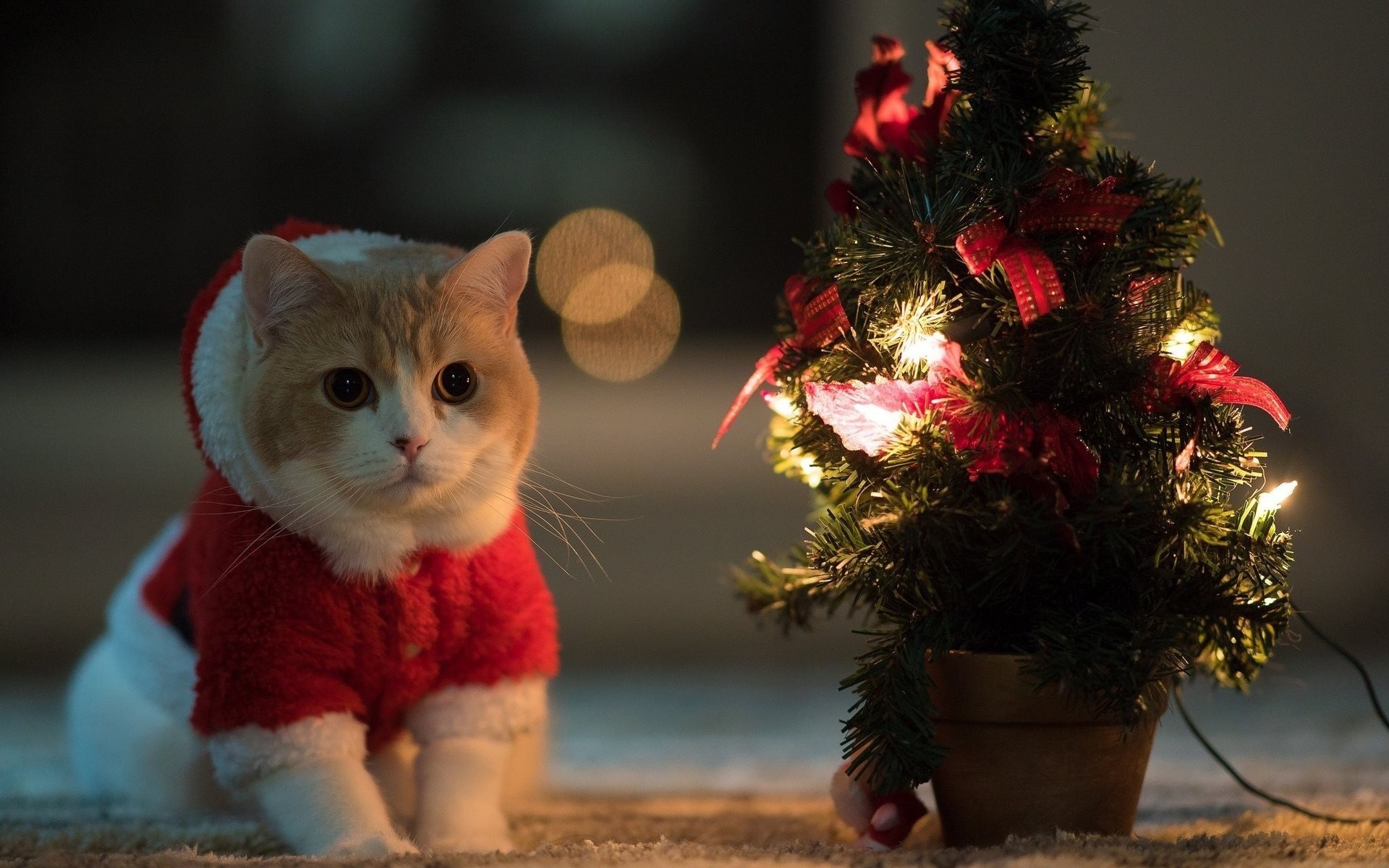 Wallpaper night, mood, cute, Christmas