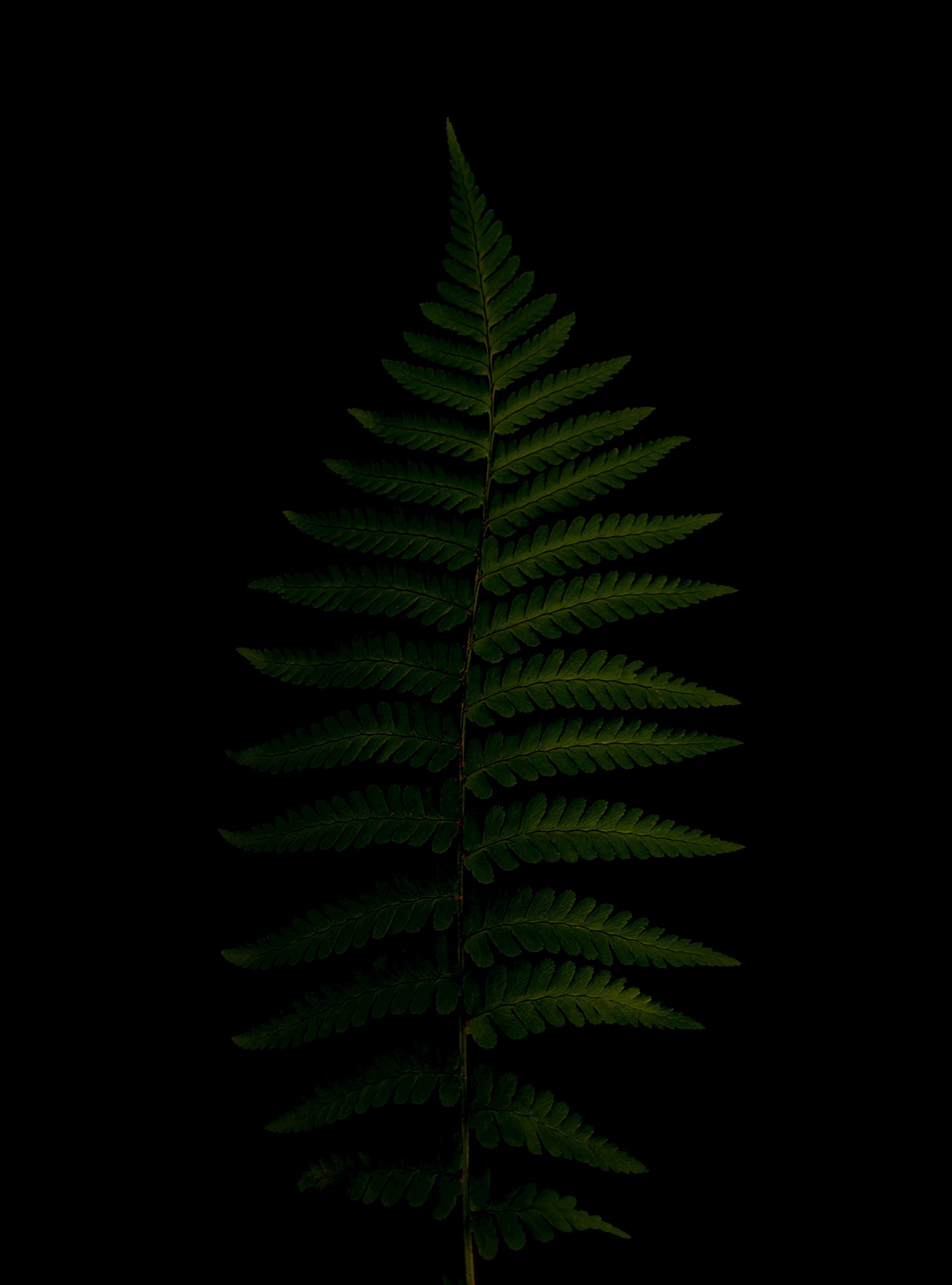 Green fern plant in black background