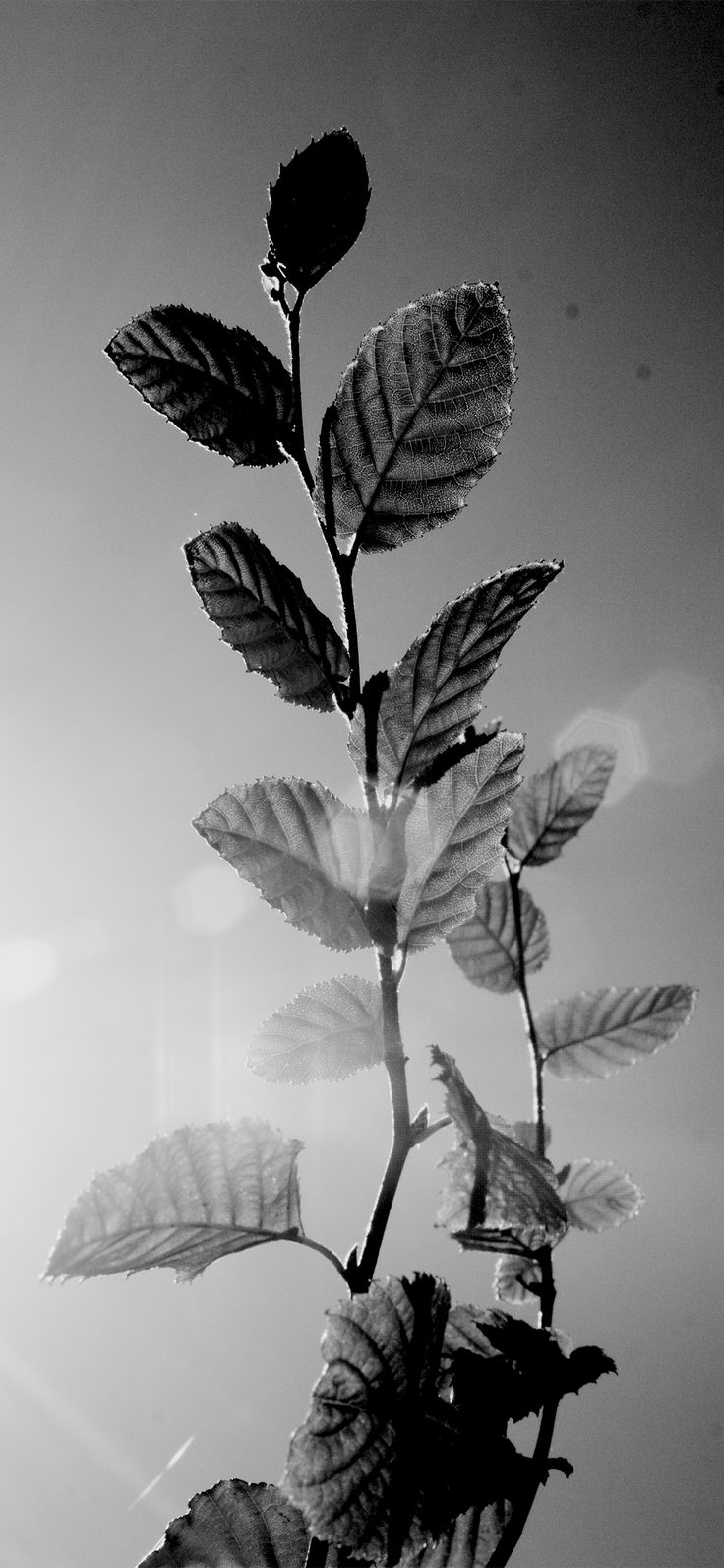 Beautiful black wallpaper for iPhone
