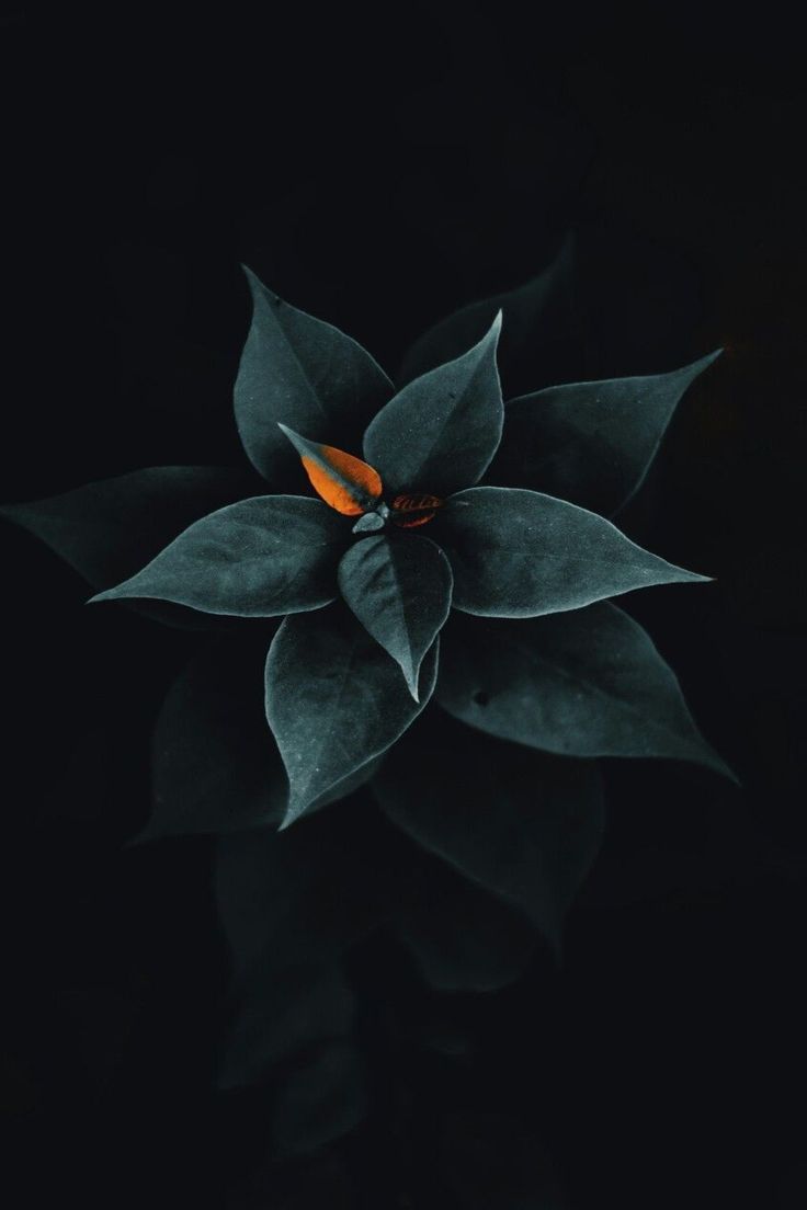 Wallpaper iPhone Apple