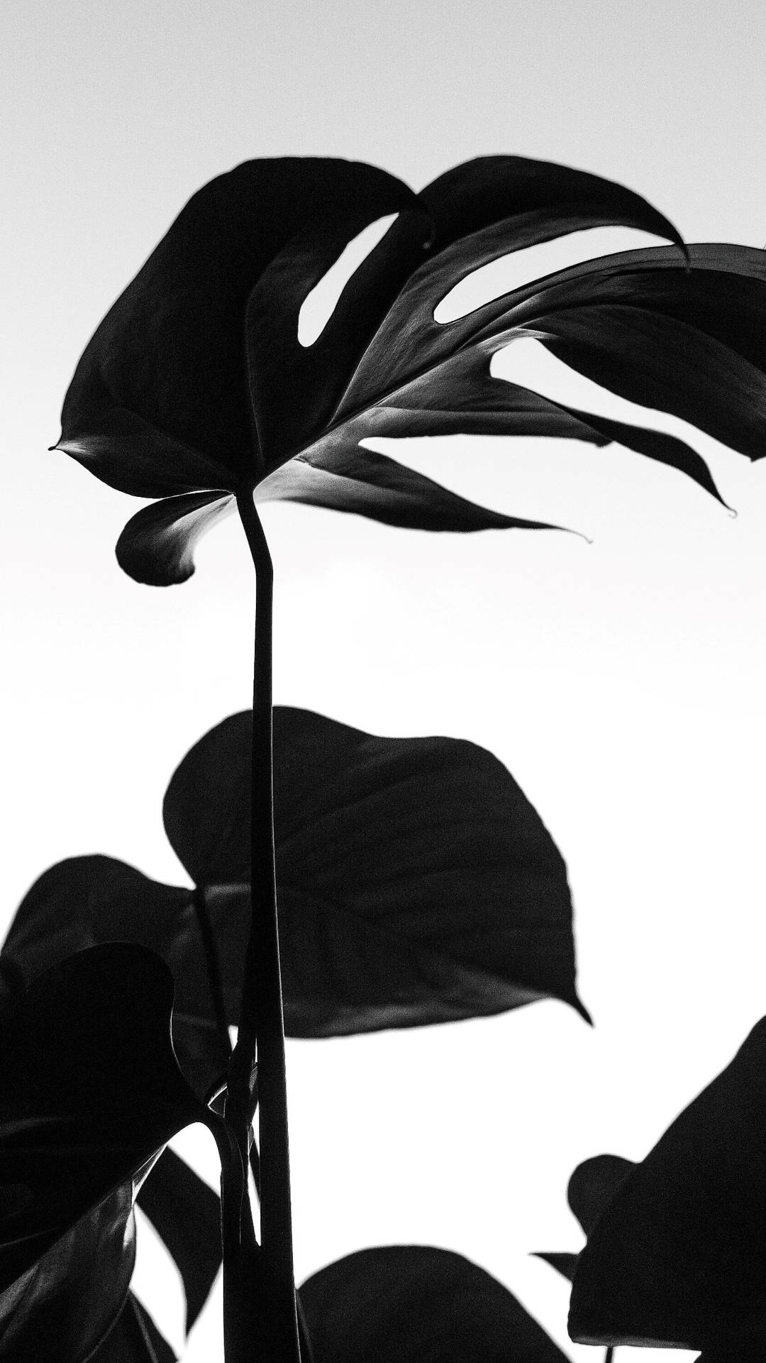 Monstera Leaves Wallpaper