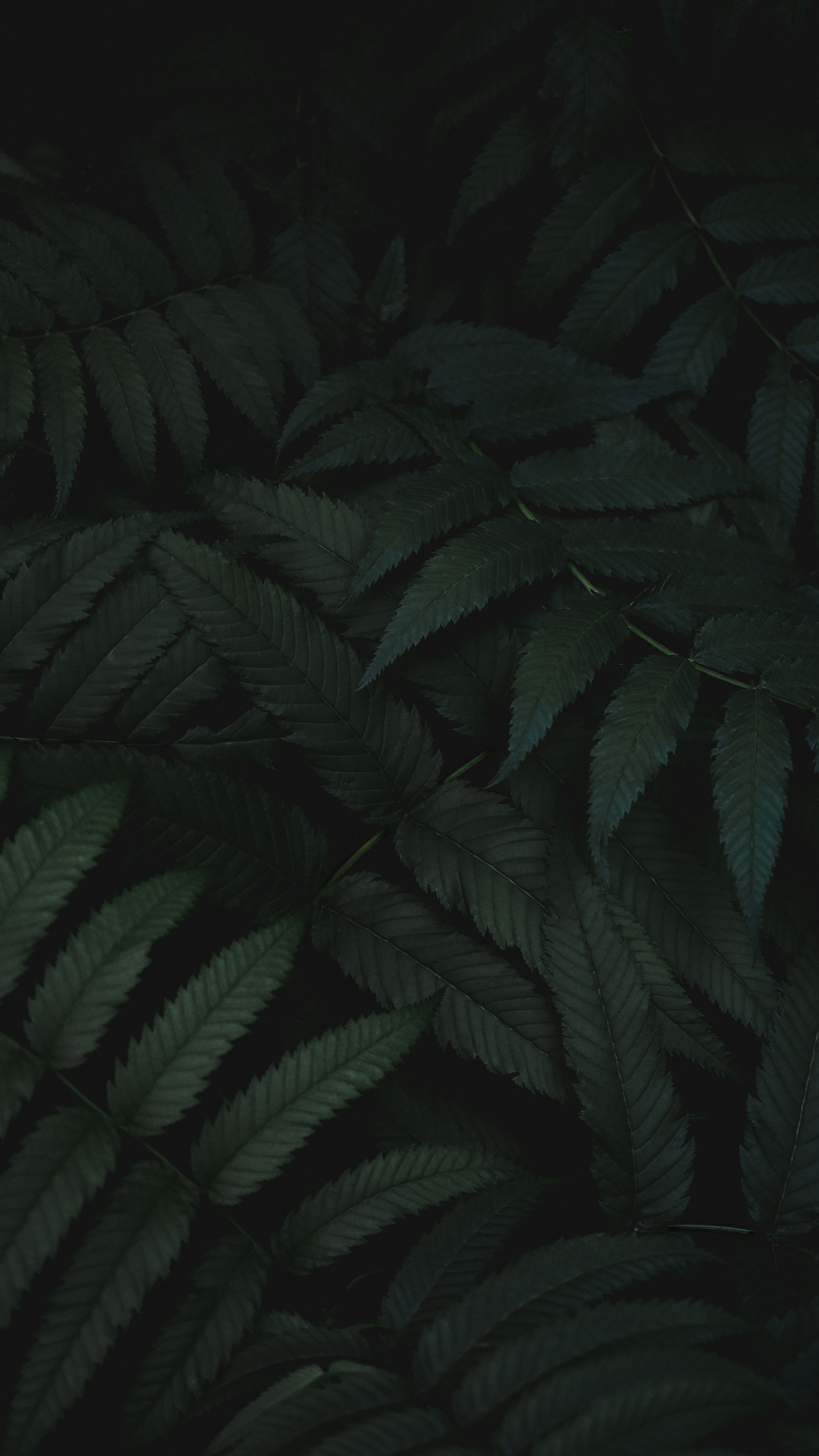 Dark Green Picture. Download