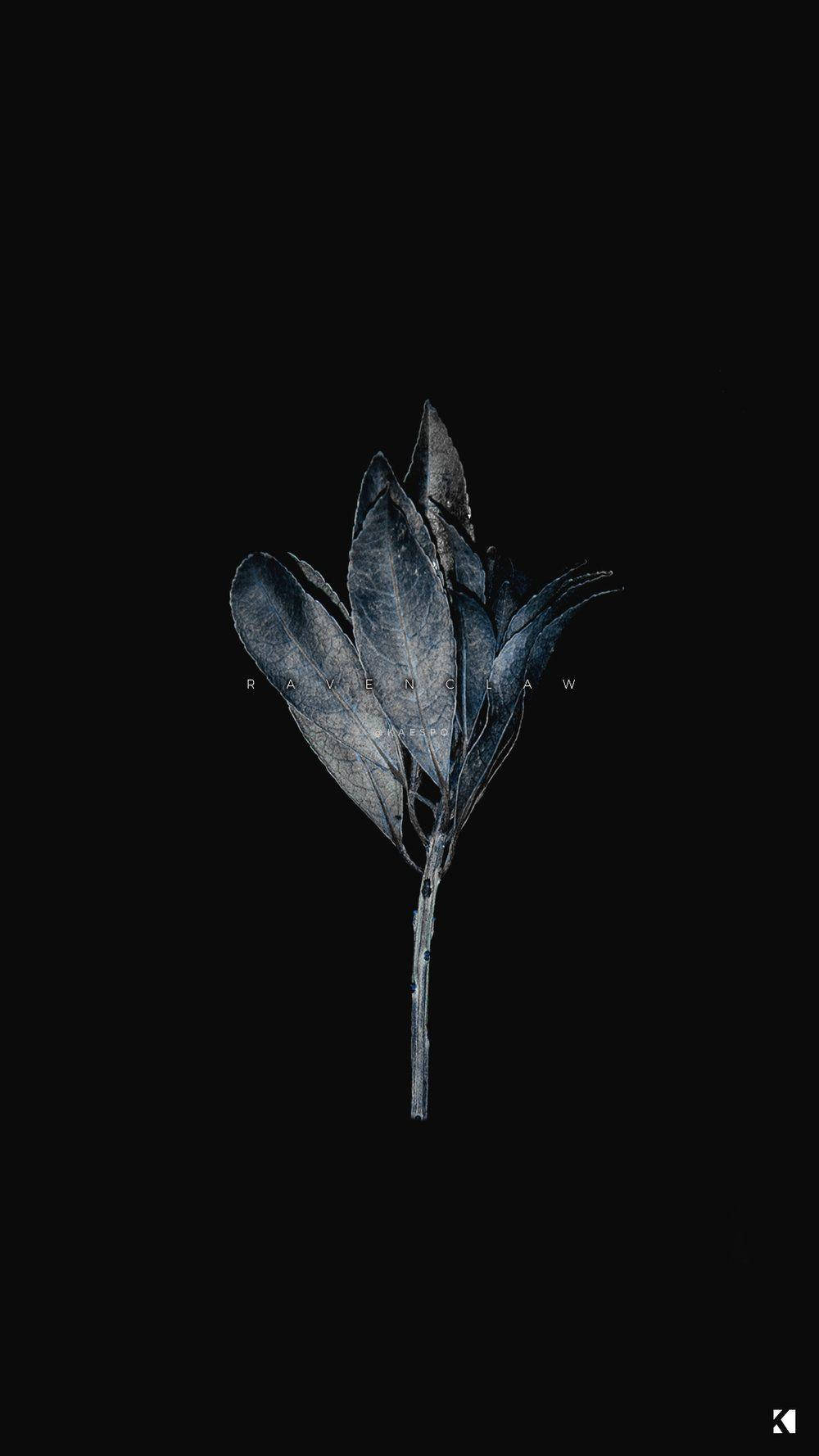 Download Black Aesthetic iPhone Dried