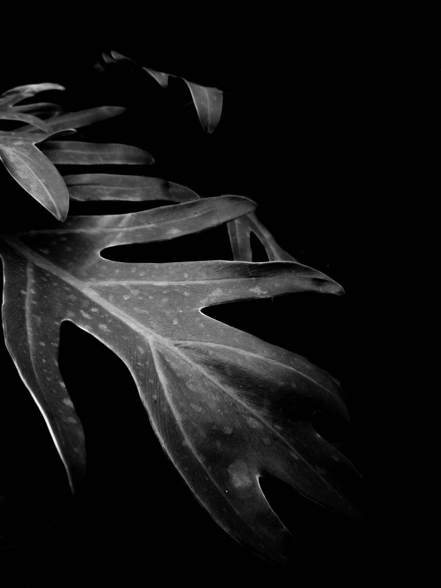 Download Plant Black Phone Wallpaper