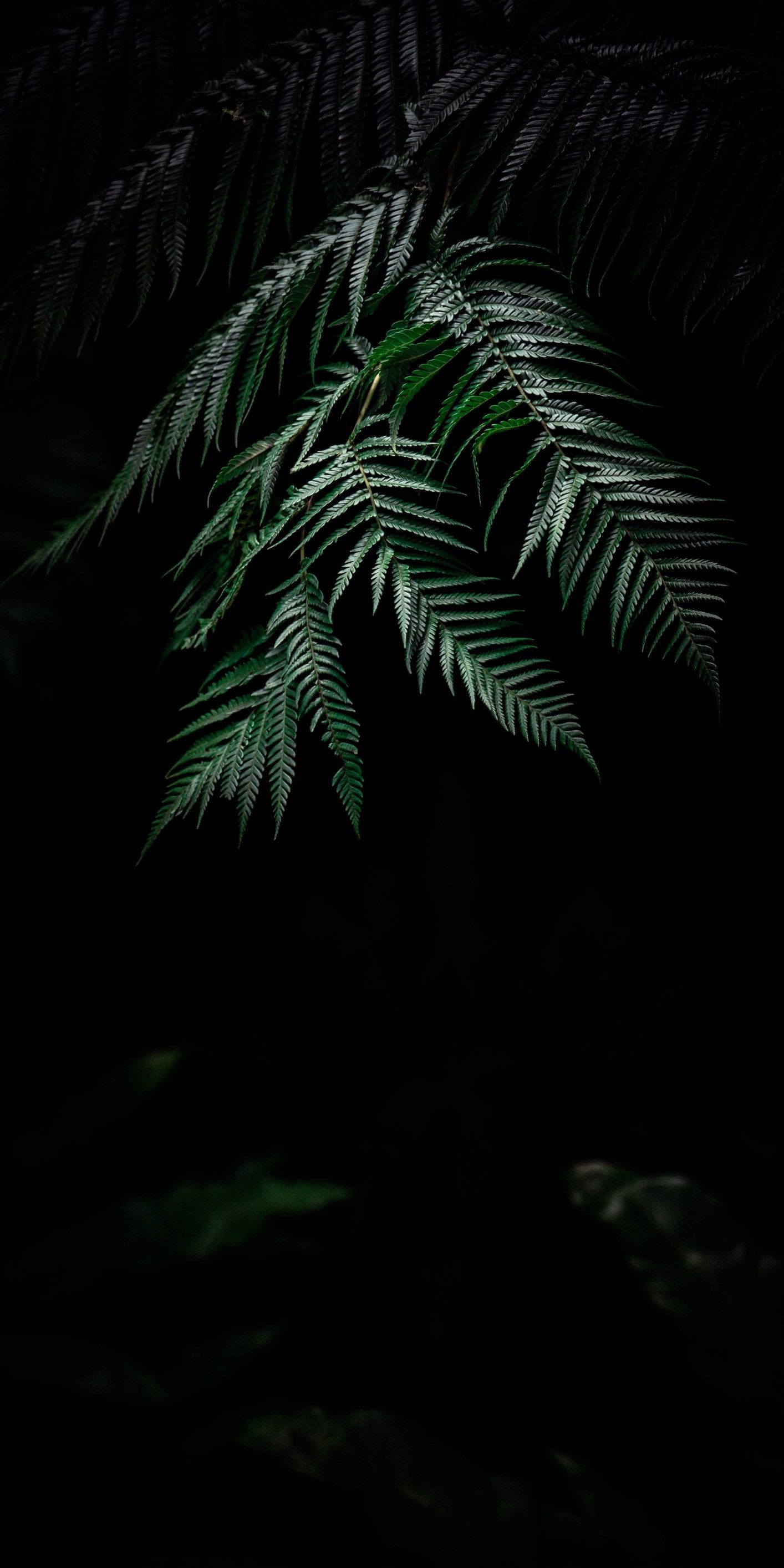 plant background, background, plants