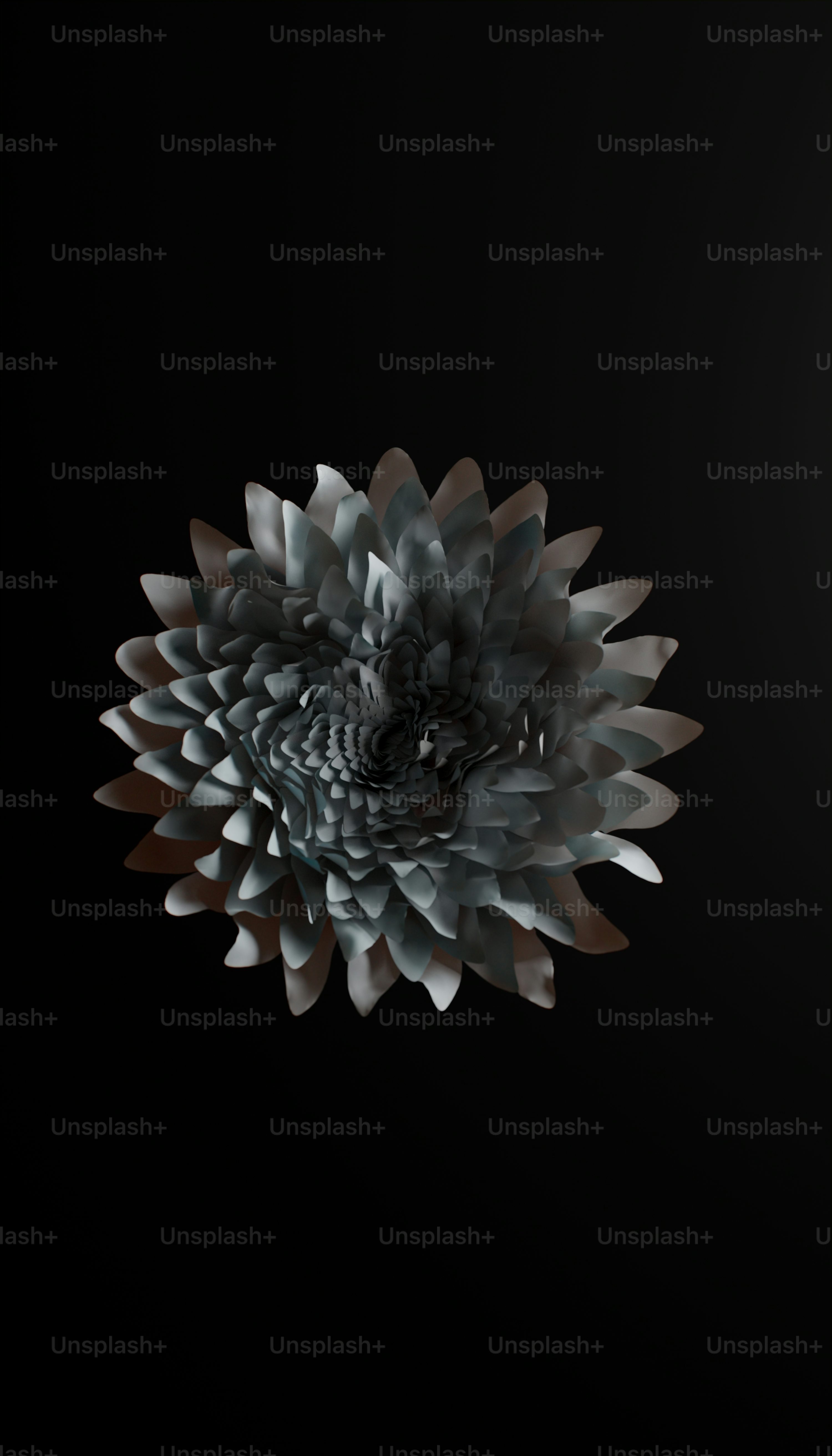 Black Flower Picture [HD]. Download