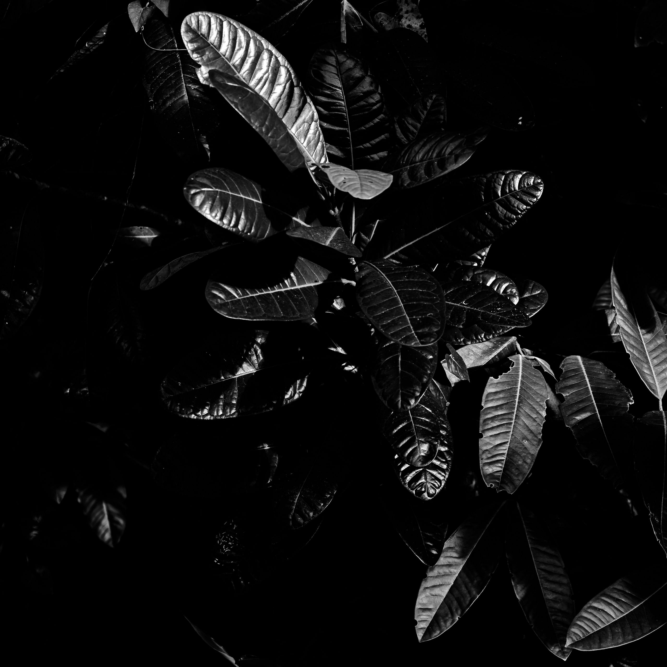 Download wallpaper 2780x2780 leaves, bw