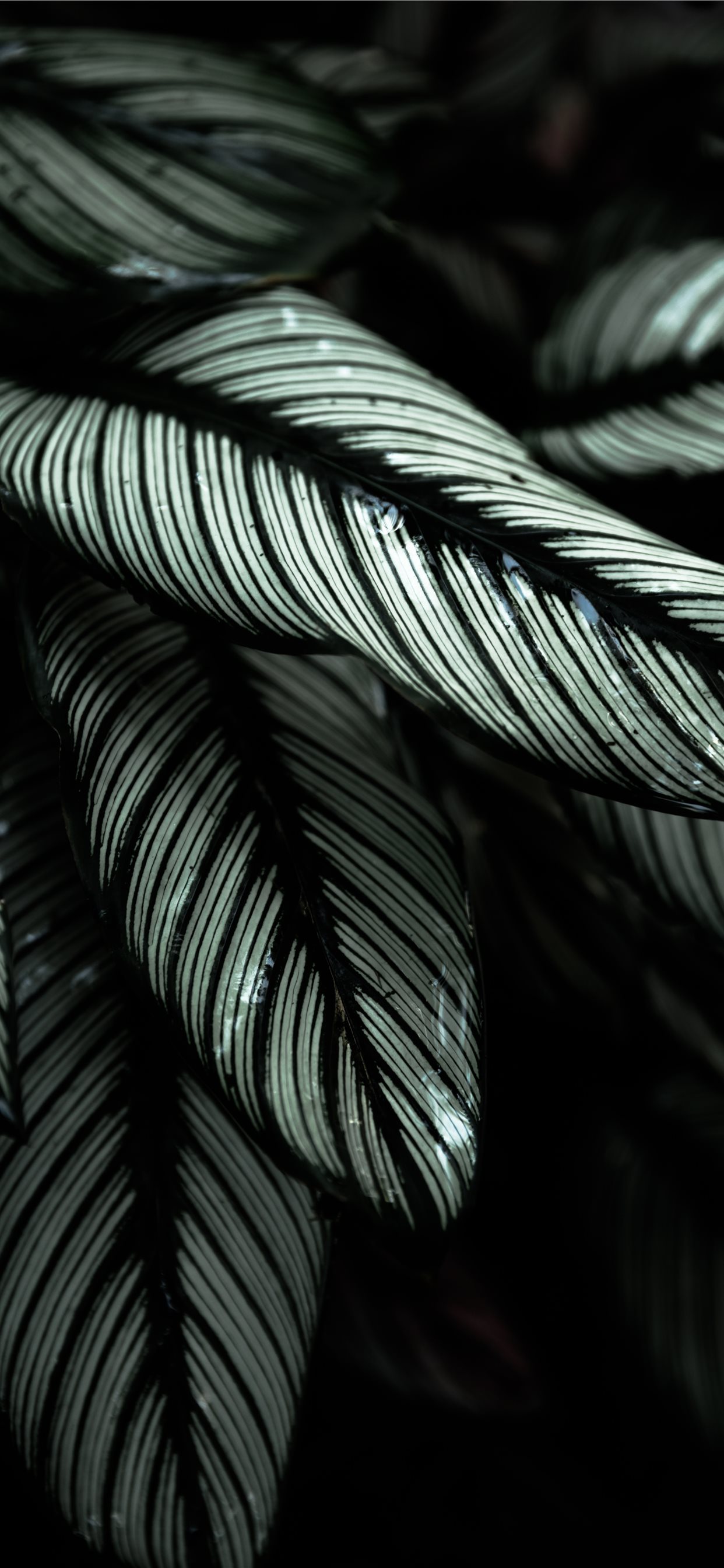 black leafed plants iPhone X Wallpaper