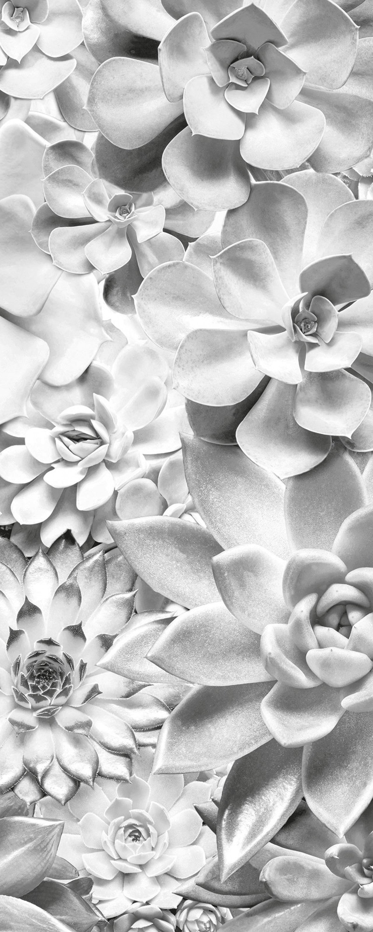 Succulents Mural: Shades Black