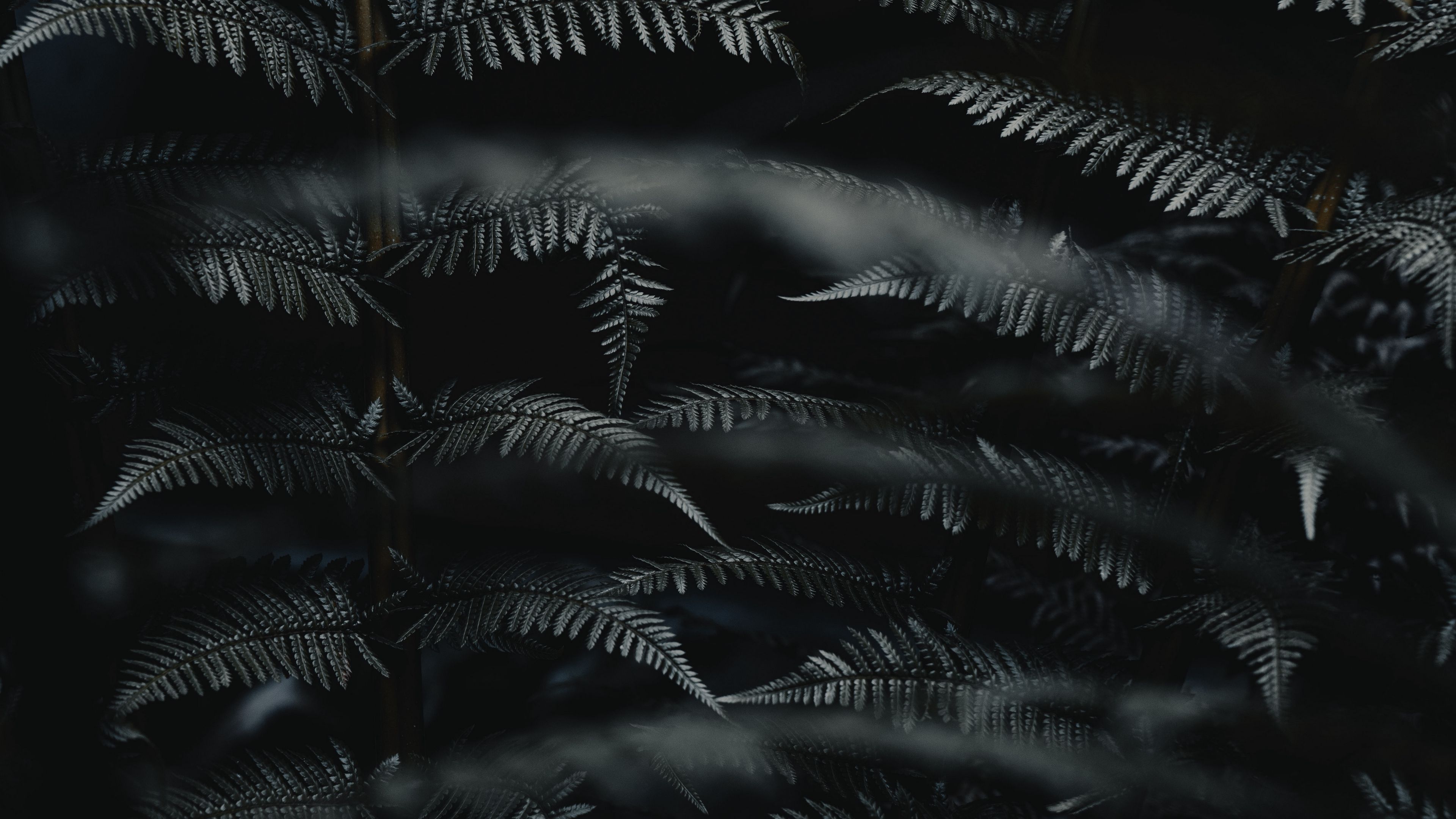 wallpaper 3840x2160 fern, leaves