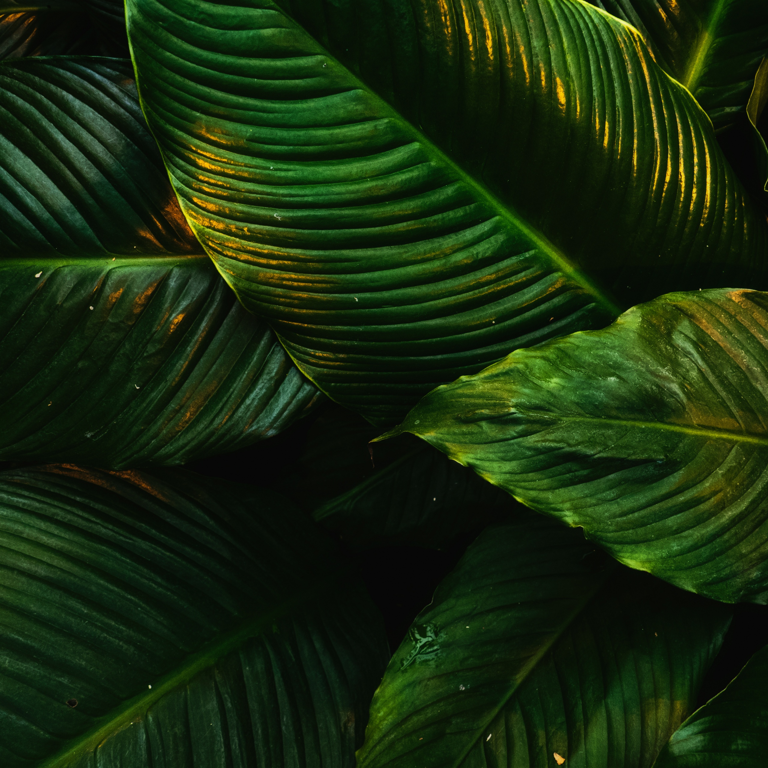 Tropical Wallpaper 4K, Green leaves