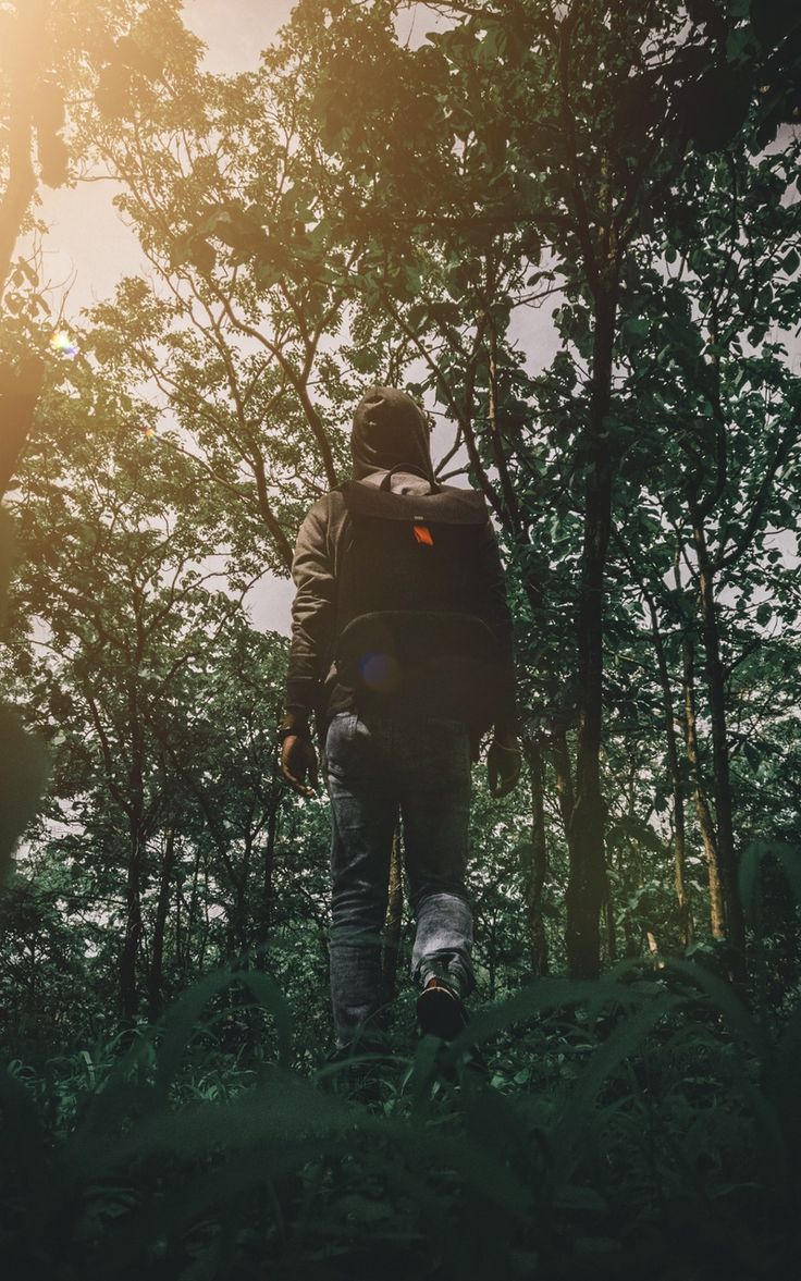 Wallpaper nature man travel forest walk