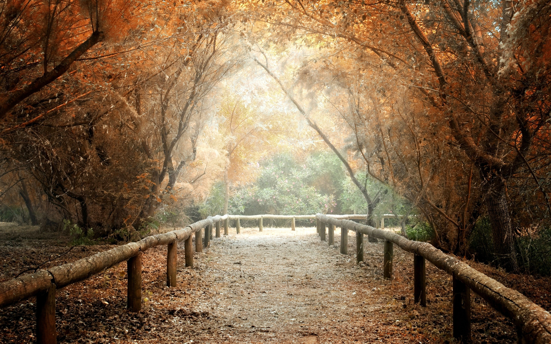 Download Fall Forest Nature Man Made