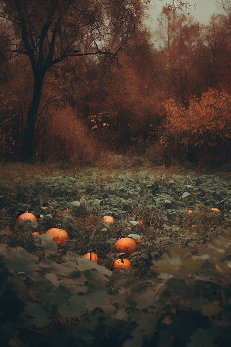 Outdoor Autumn Wallpaper. Cosy Autumn