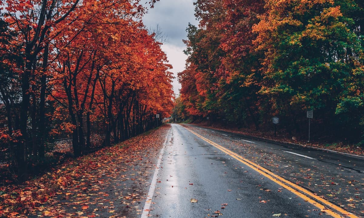 Fantastic Fall Color Palettes To