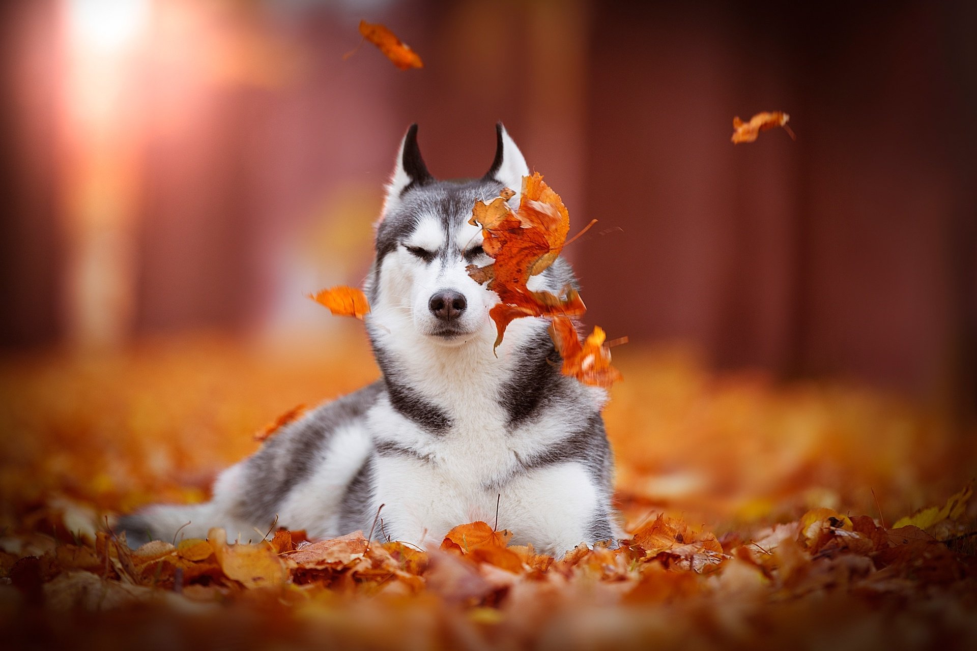 Dog Animal Husky HD Wallpaper