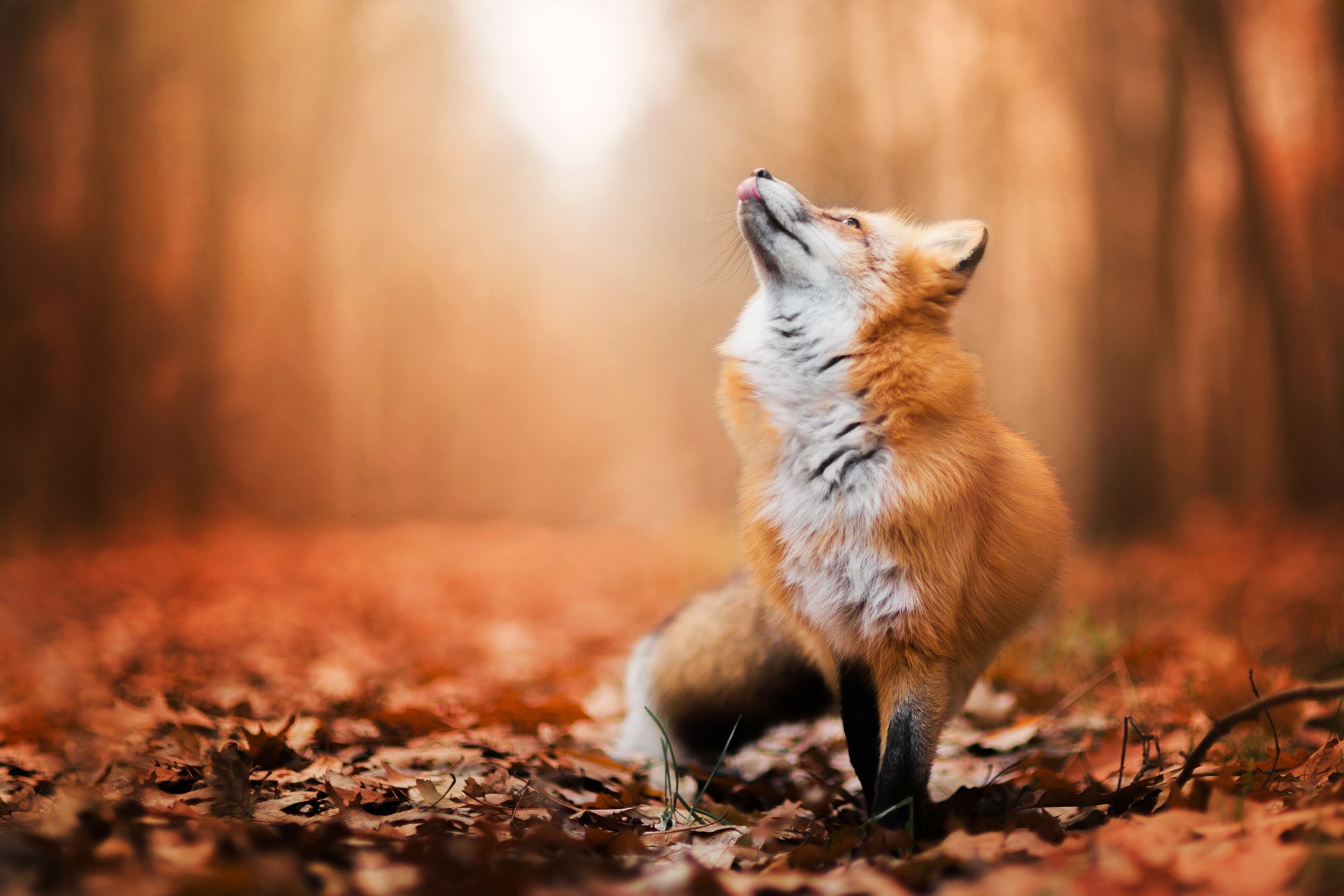 Wallpaper autumn, foliage, Fox, Fox